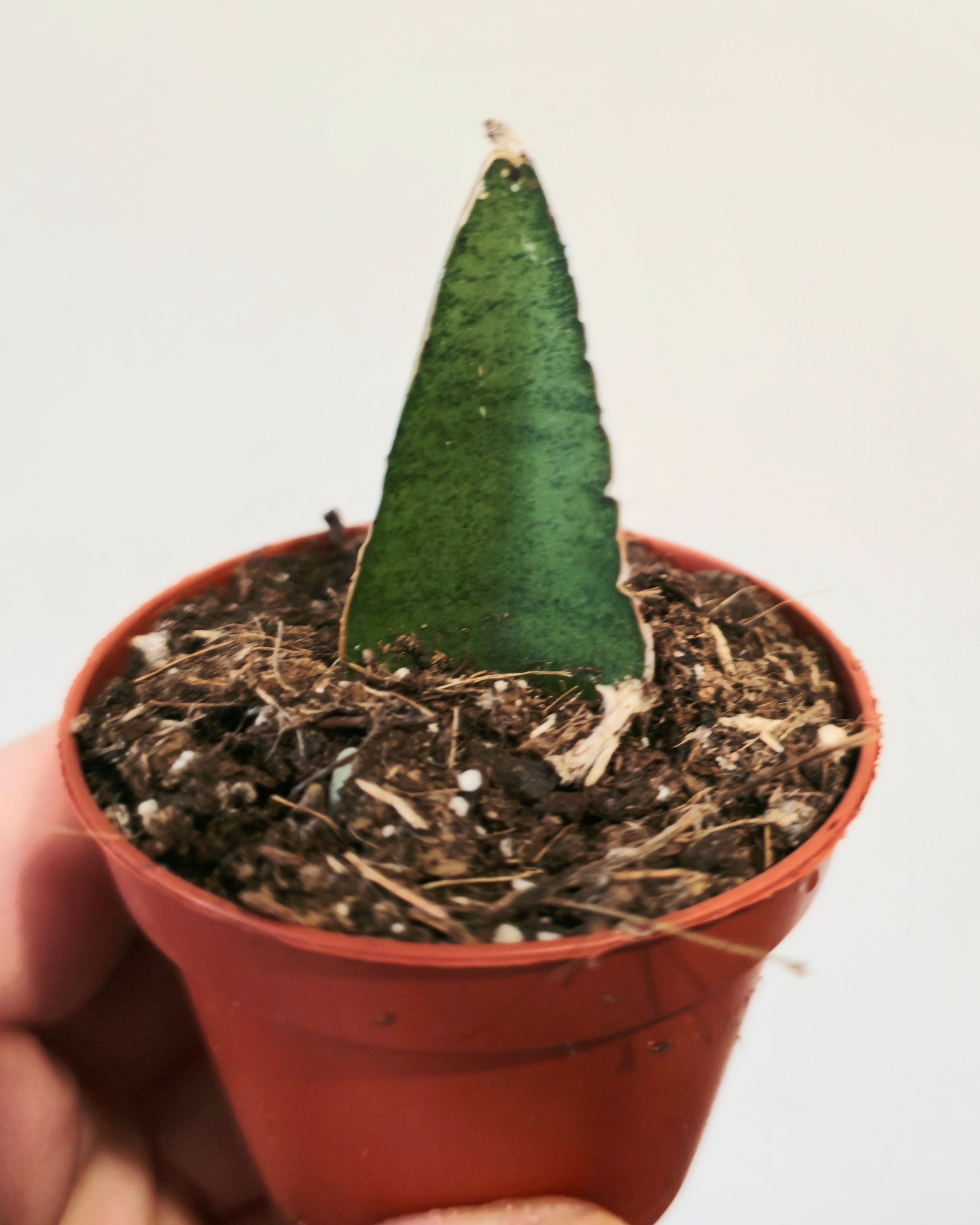 Sansevieria ‘Tower Gray’