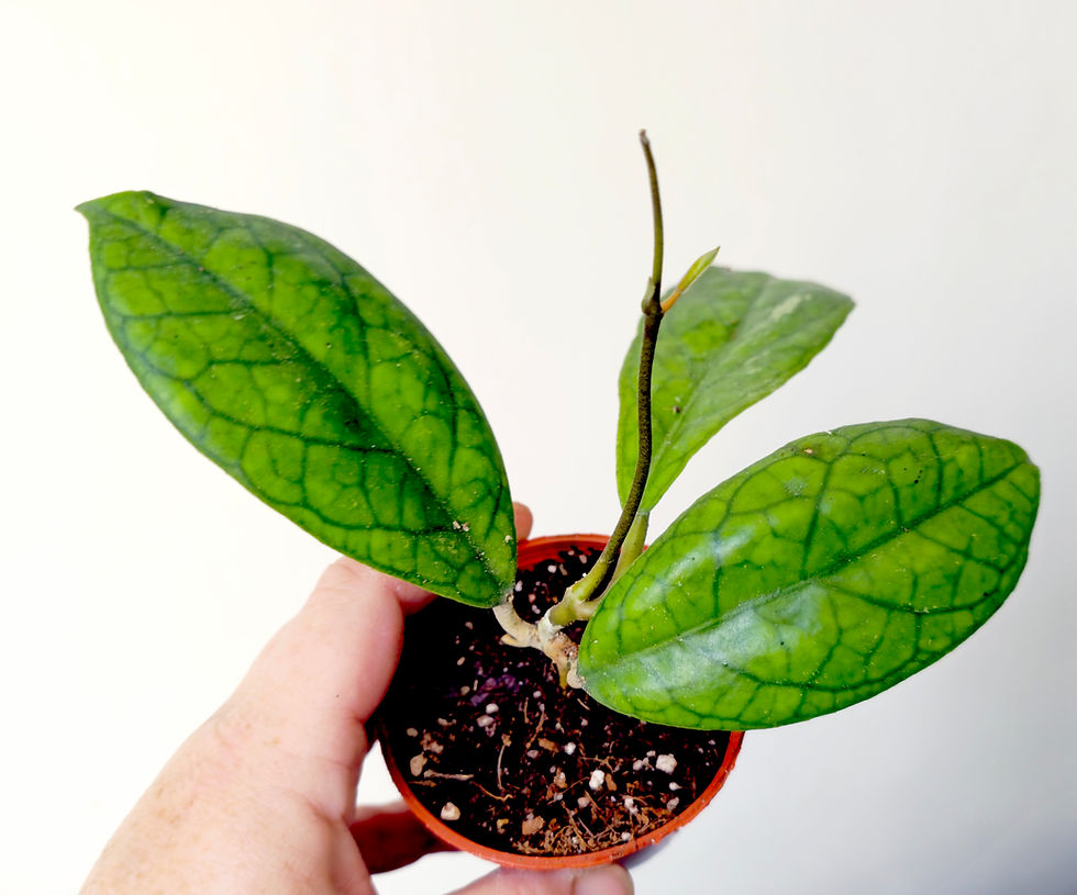 Hoya irina 'Water Drop' – Rare Wax Plant tropical houseplant in pot