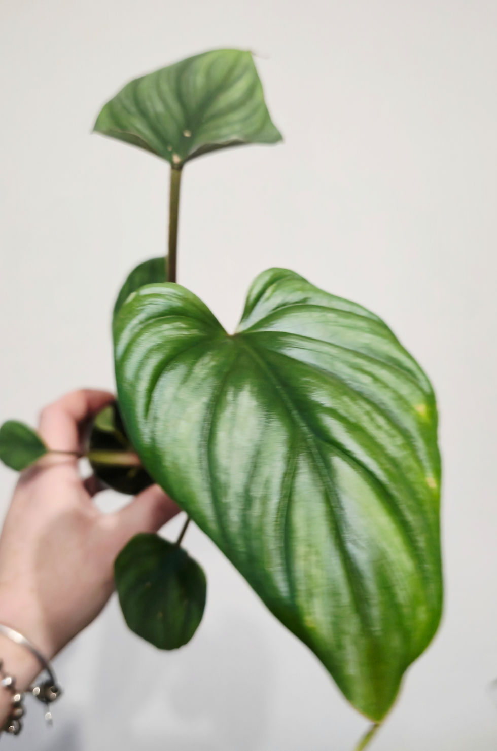 Thumbnail: Philodendron Mamei