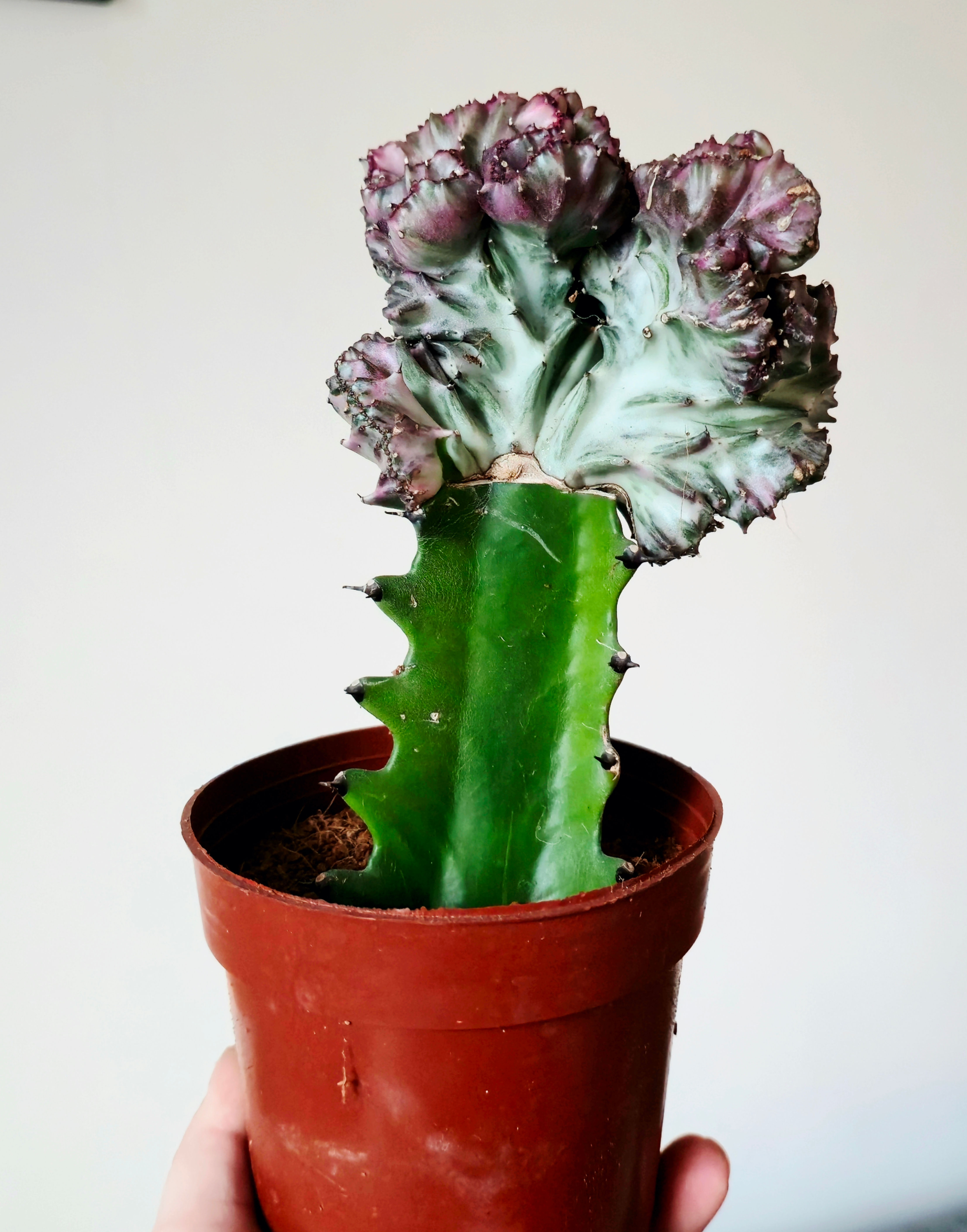 Euphorbia lactea cristata rare cactus easy care gift