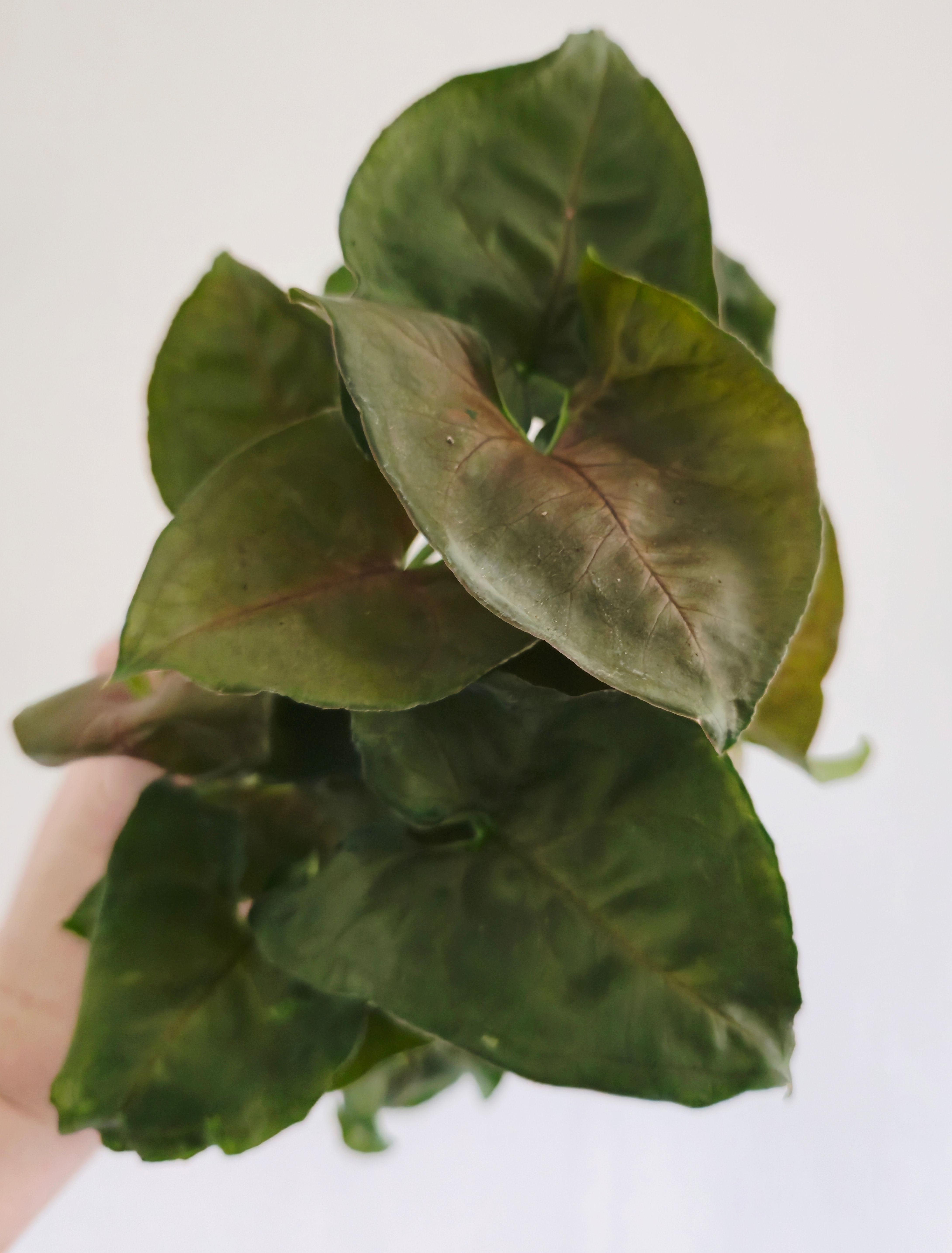 Syngonium podophyllum ‘Maria’ easy care houseplant perfect gift