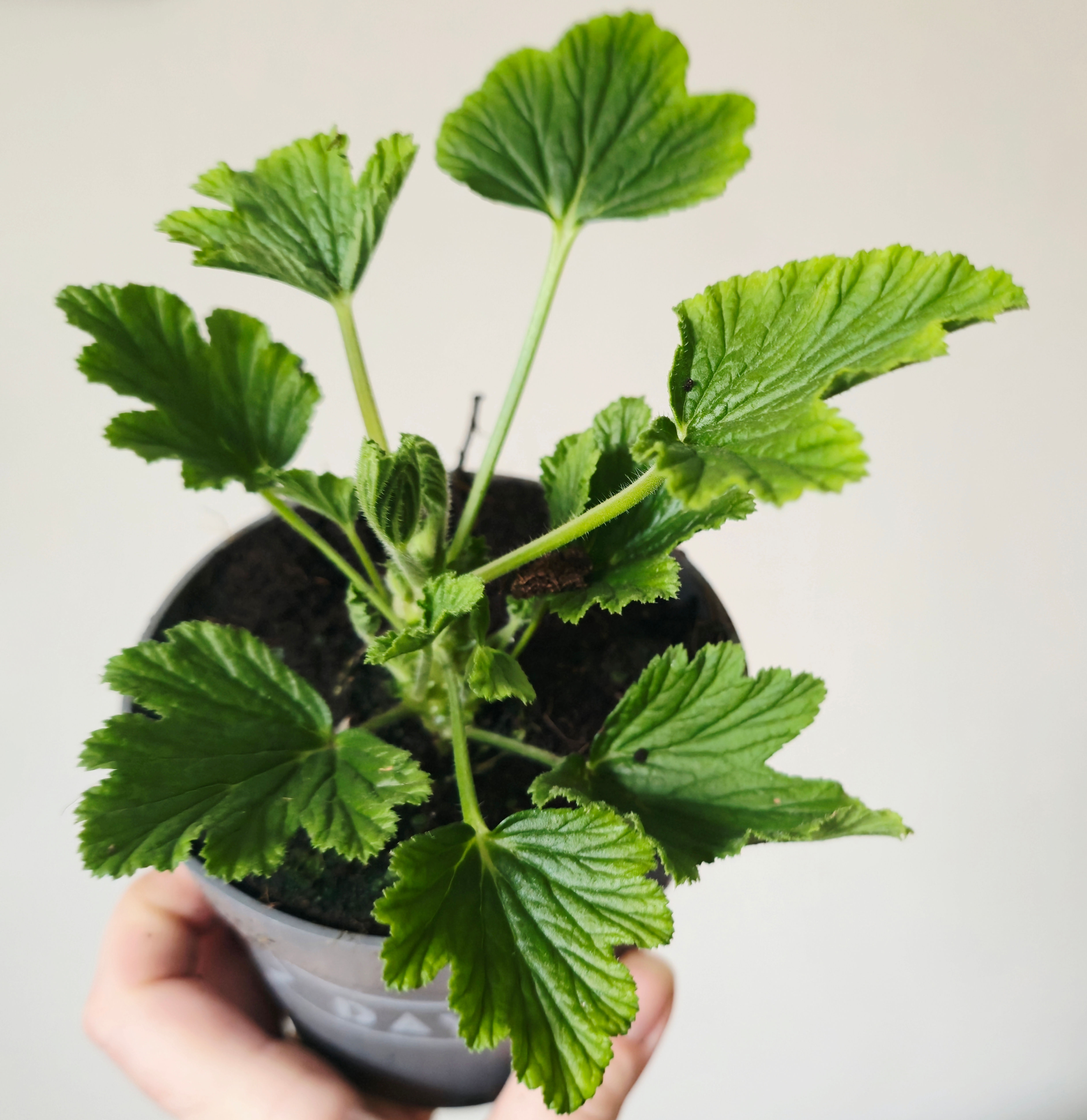 Pelargonium ‘Orange Fizz’ fragrance leaves in pot