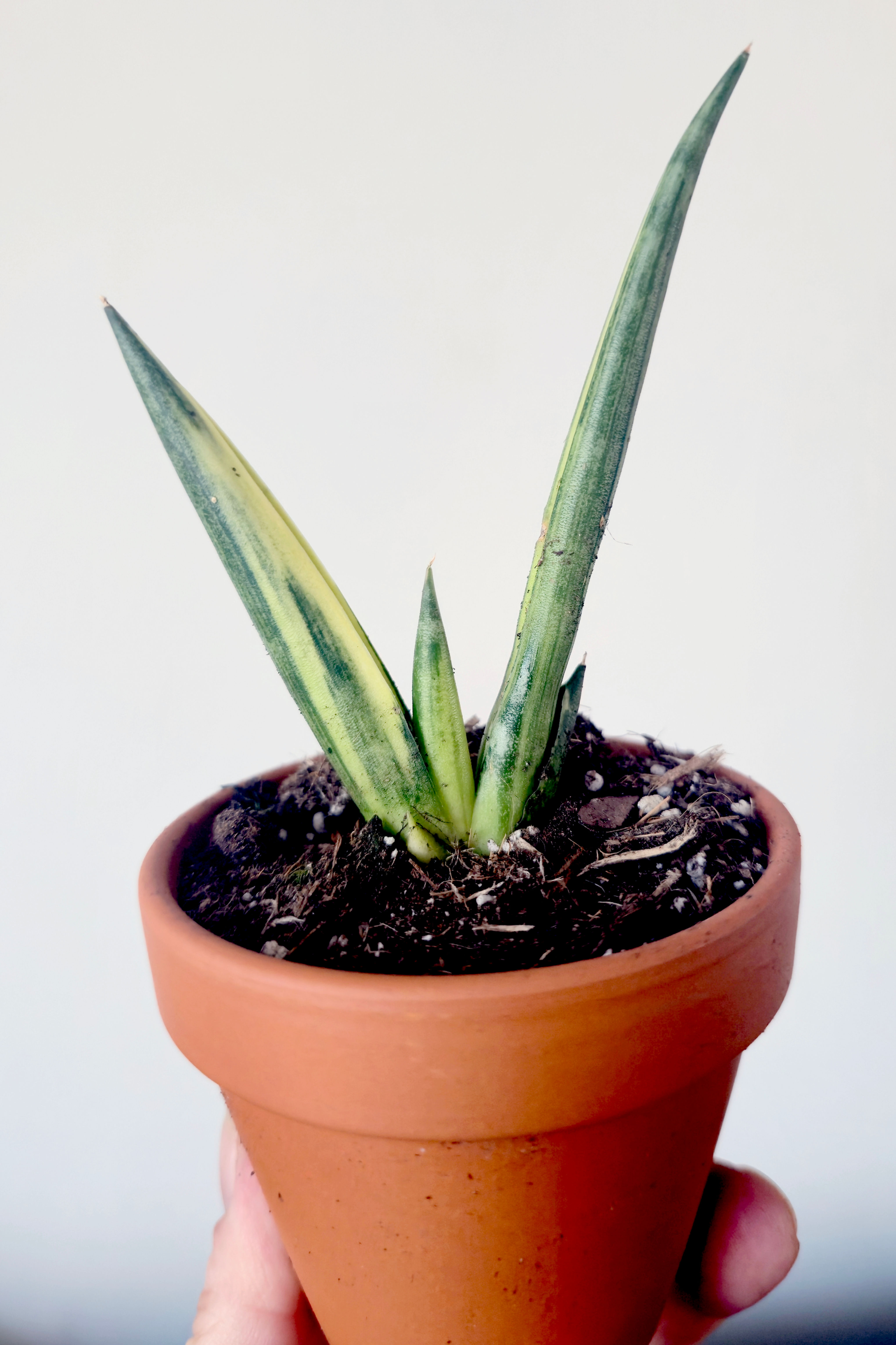 Sansevieria boncel variegata