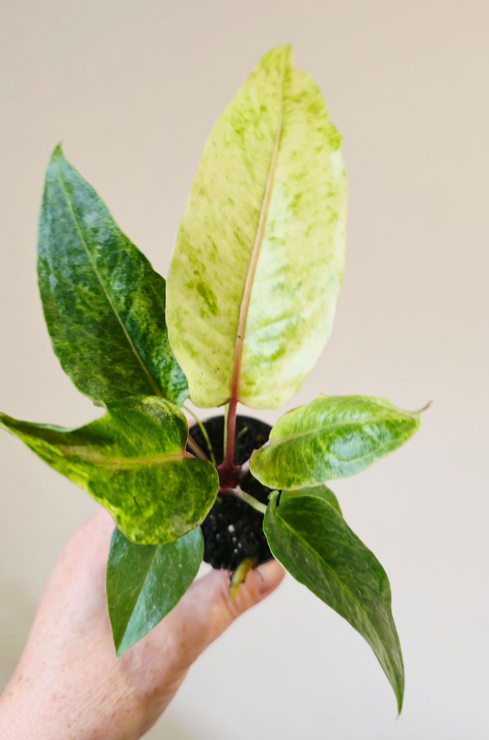 anthurium renaissance variegata in pot rare aroid houseplant