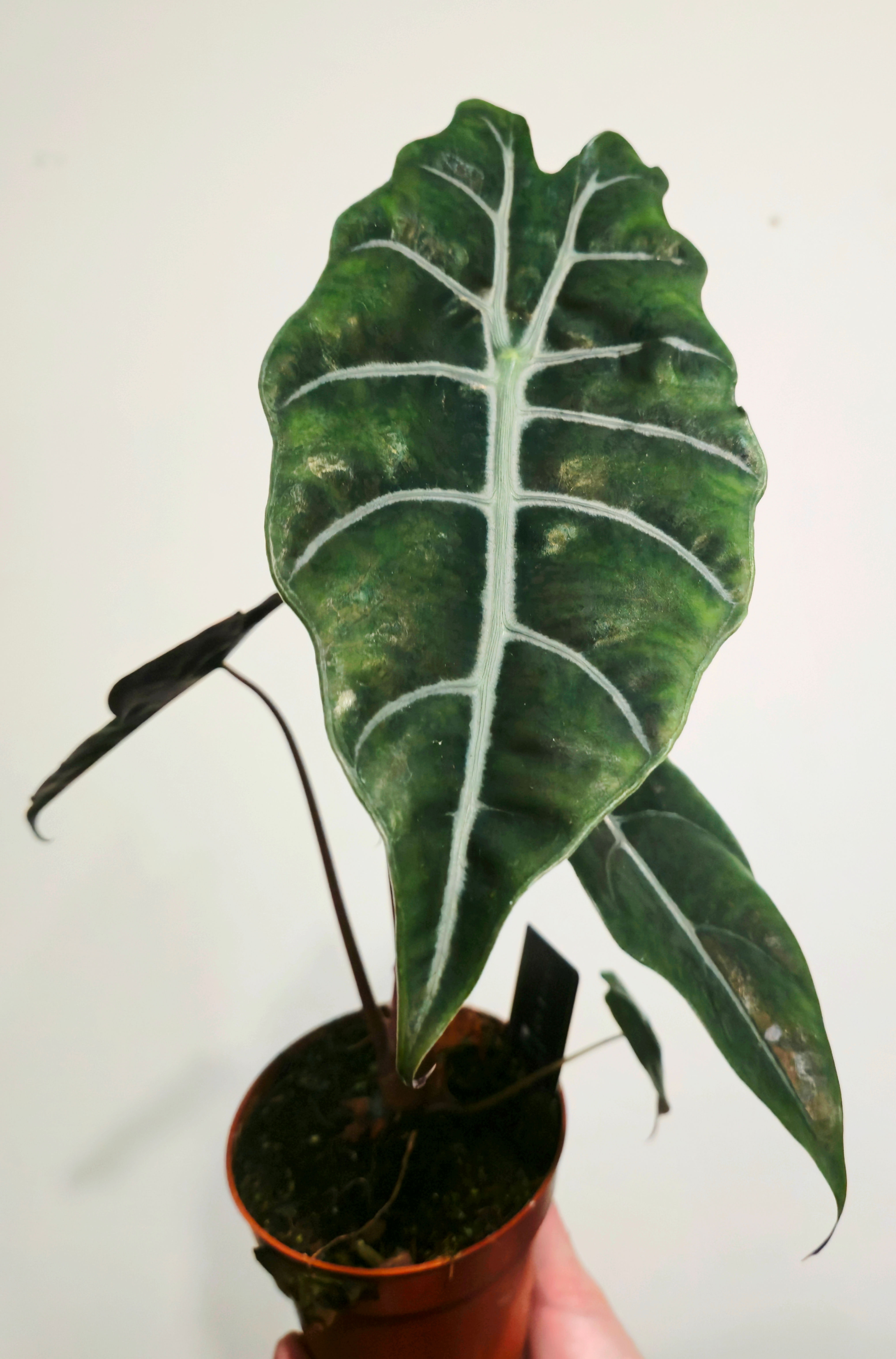 Alocasia Chantrieri - rare velvet alocasia