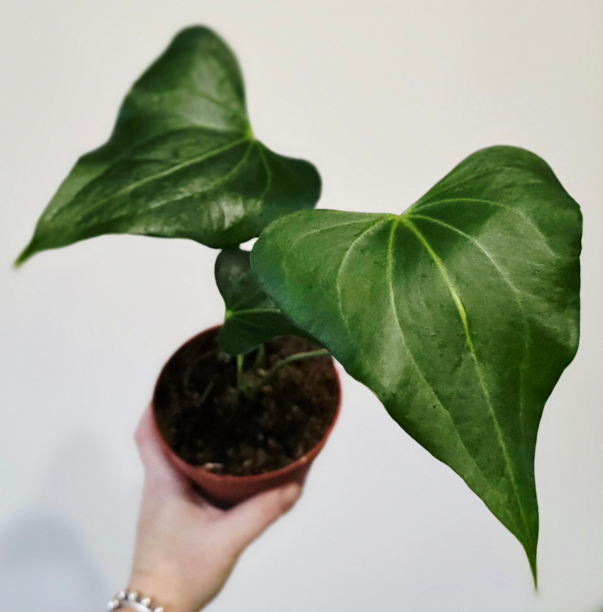 Anthurium Clarinervium × Pedatoradiatum delta force rare aroid in a pot gift