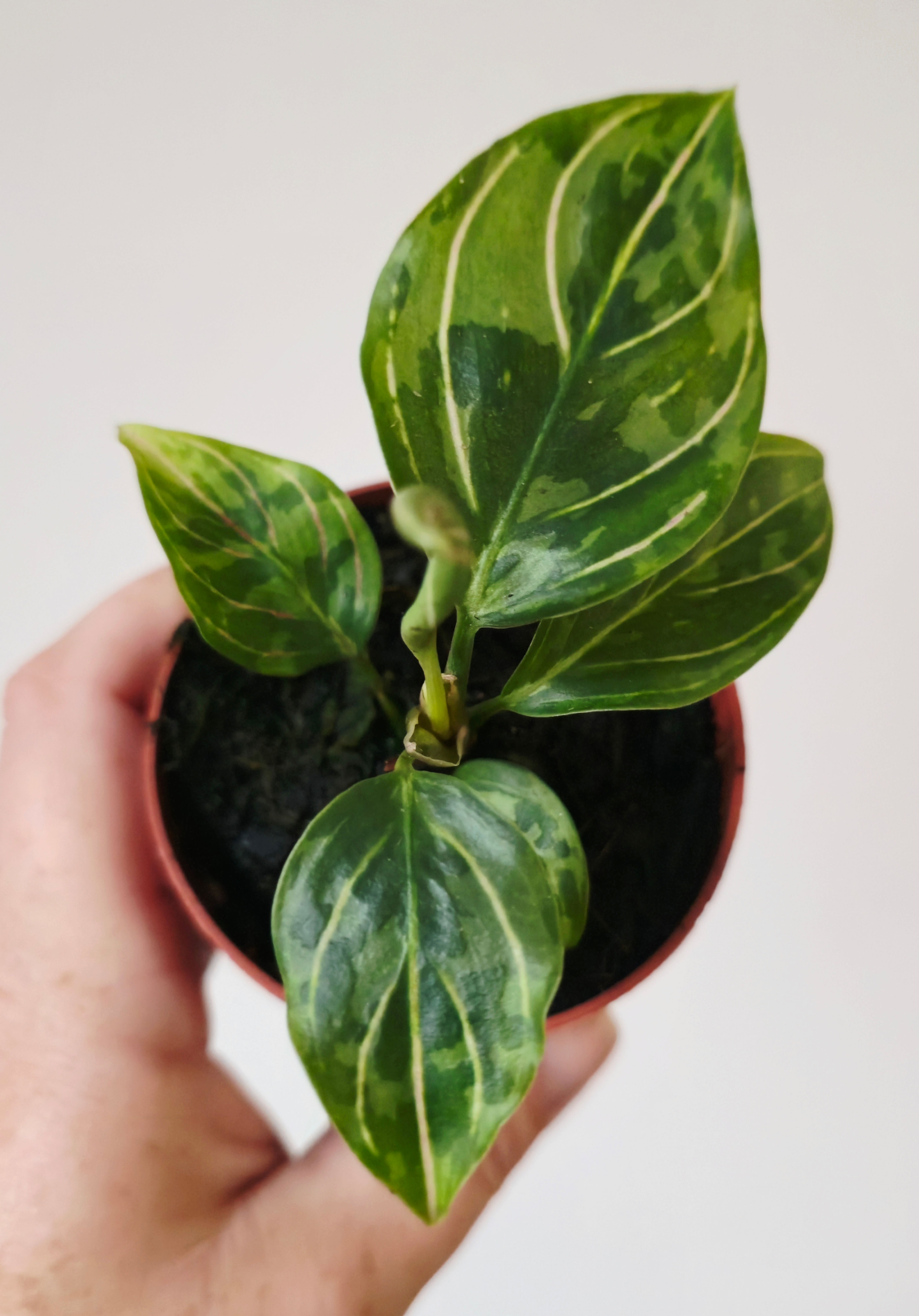 Aglaonema ‘Red Army’ – Rare Red Chinese Evergreen with Vibrant Tropical Foliage