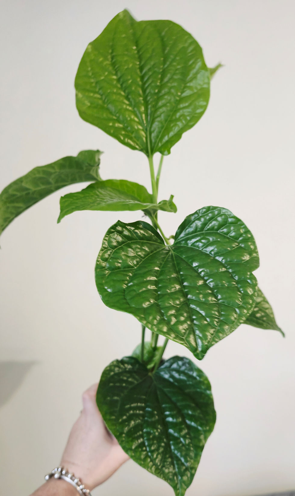 Piper Sarmentosum rare houseplant gift