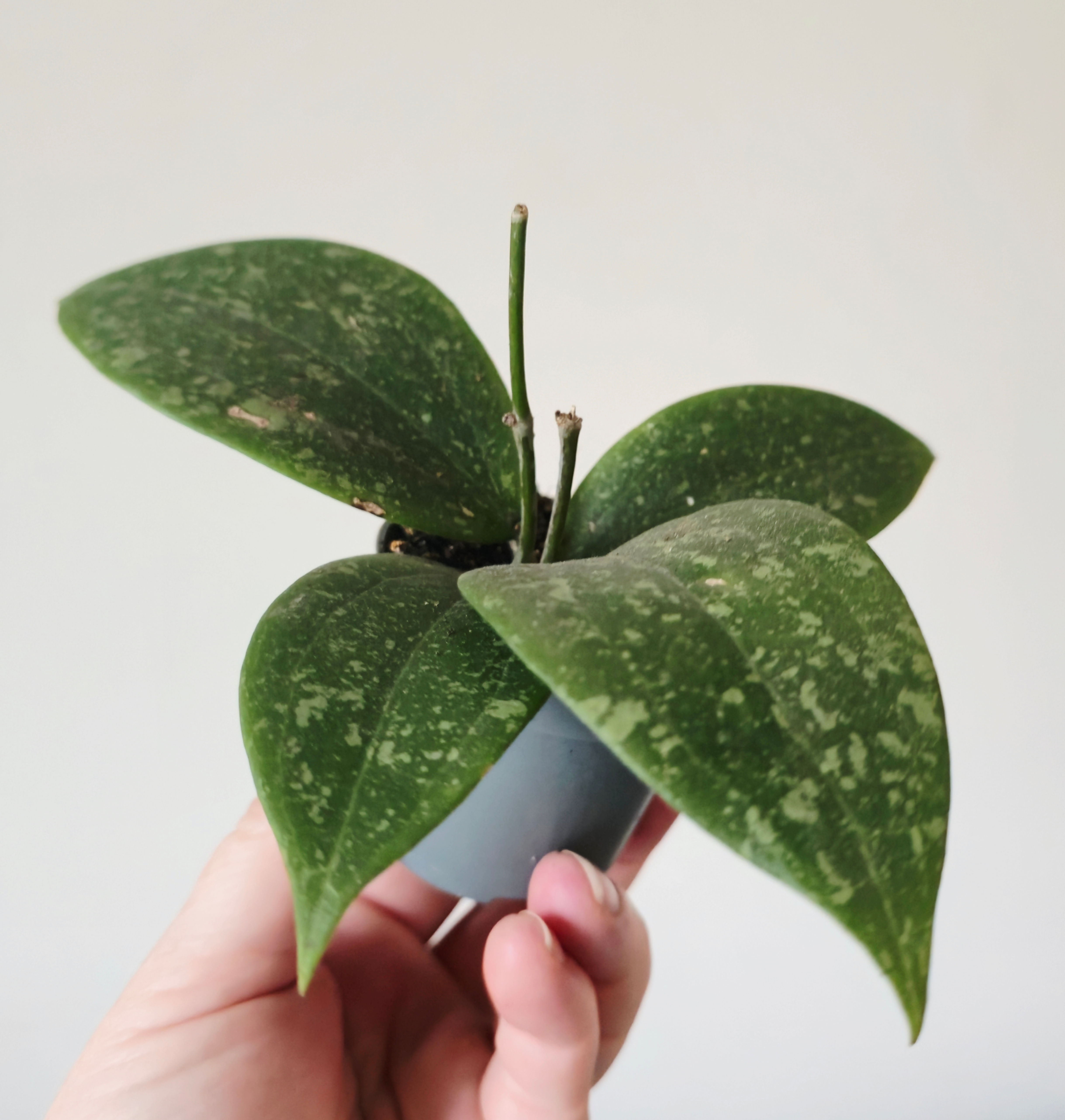 Hoya Wibergiae