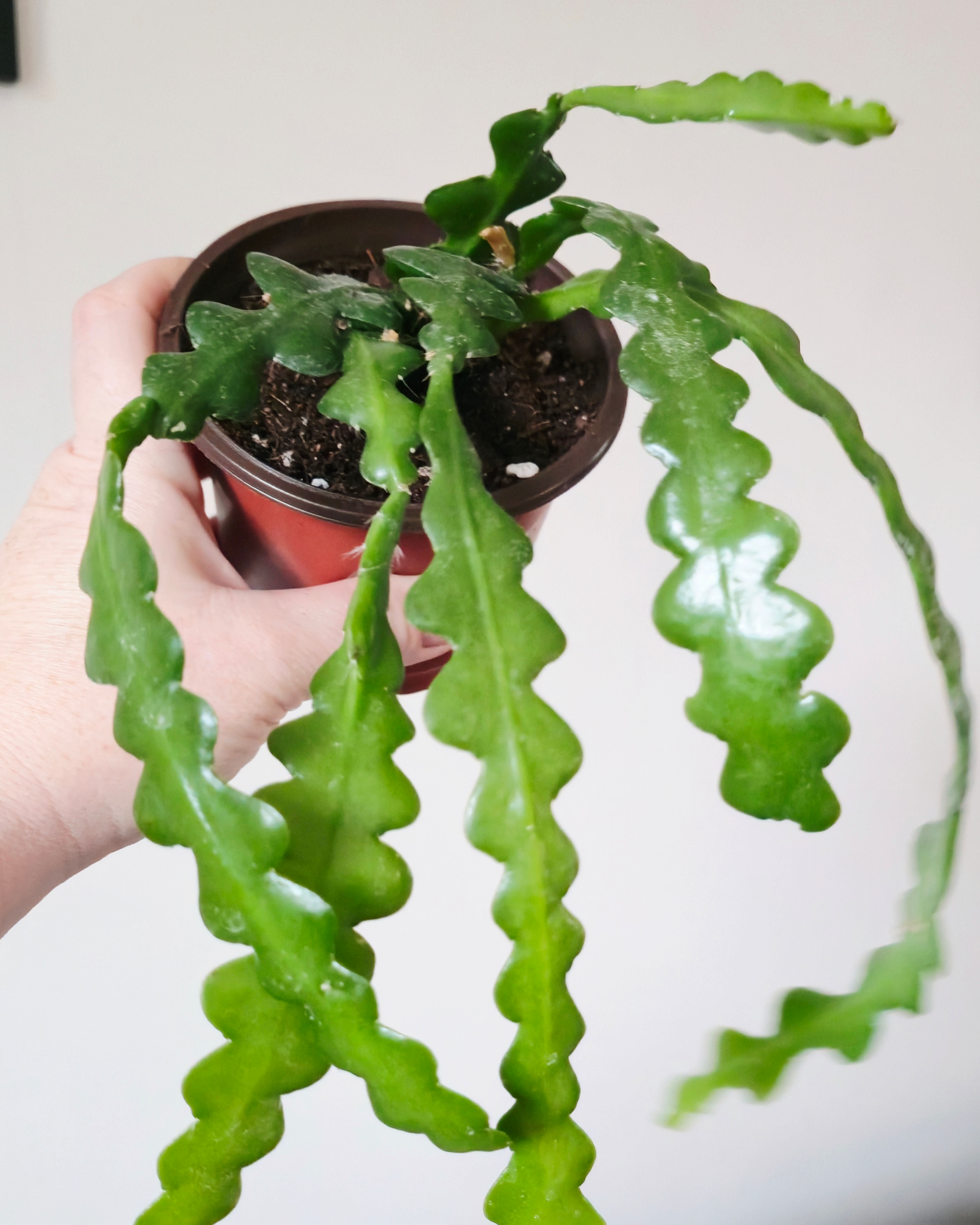 Epiphyllum anguliger - Fishbone Cactus - Zig-Zag Cactus