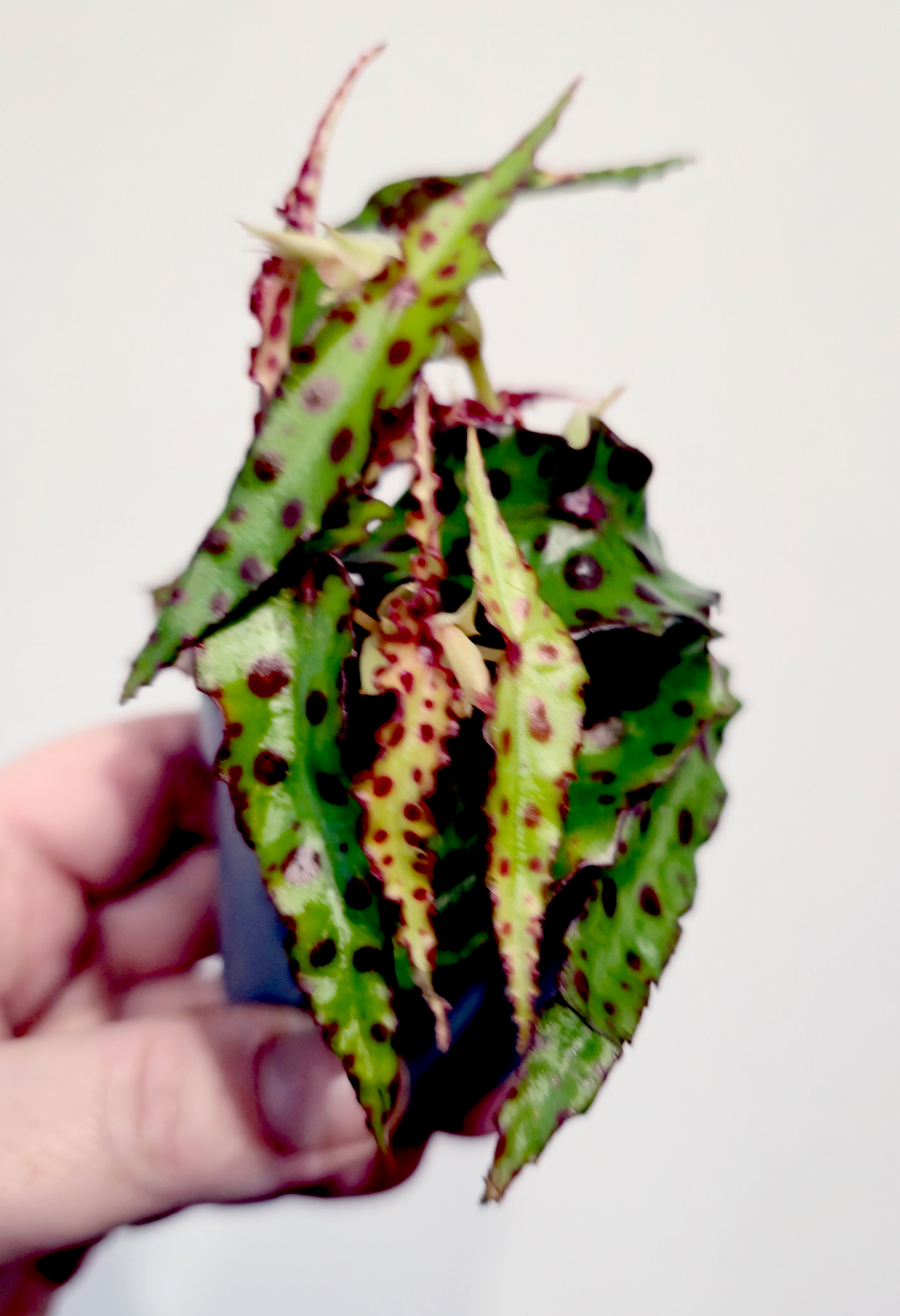 Begonia Amphioxus