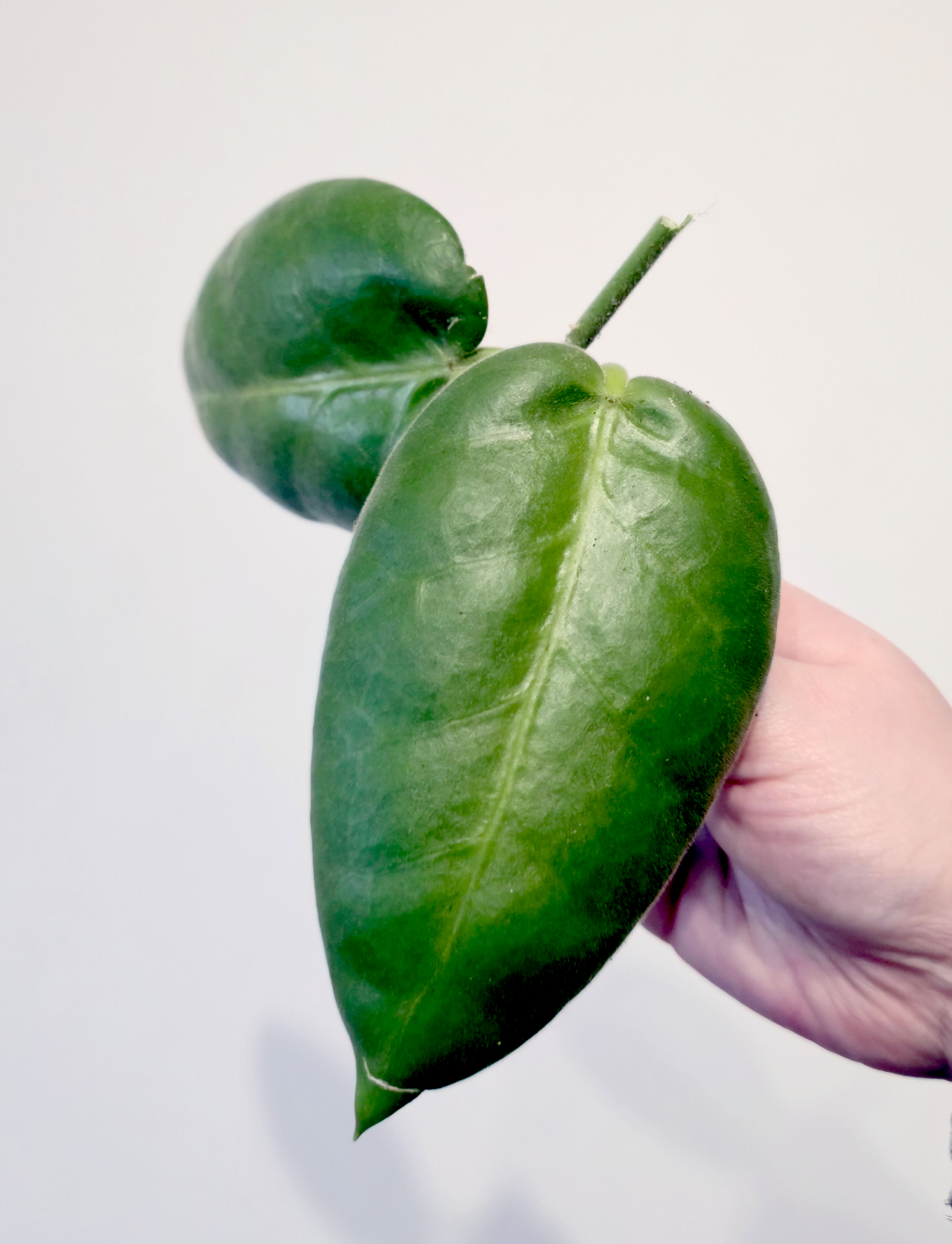 Hoya Calycina ‘Stargazer’ – one node cutting