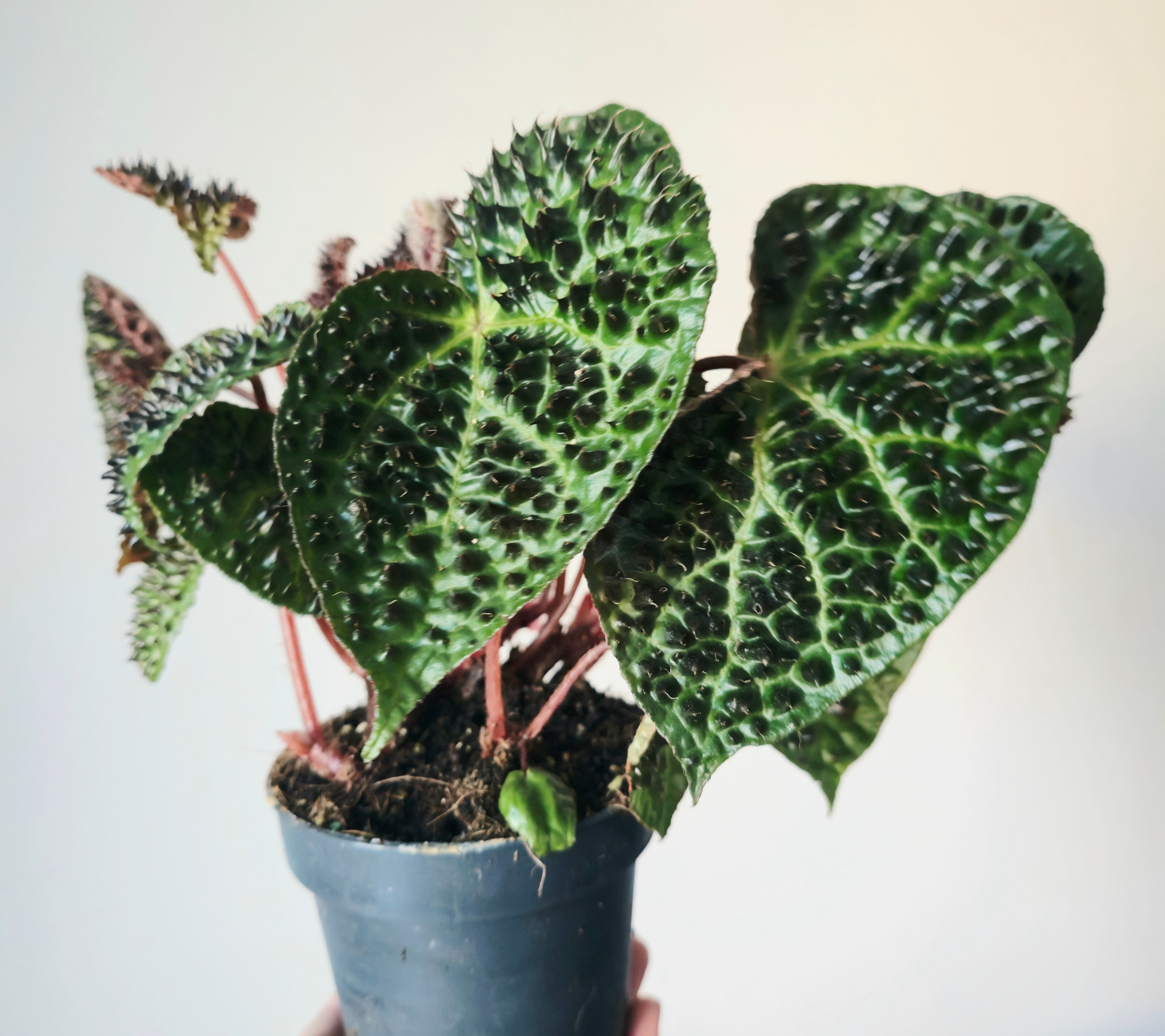 begonia ferox spikey leaves in a pot