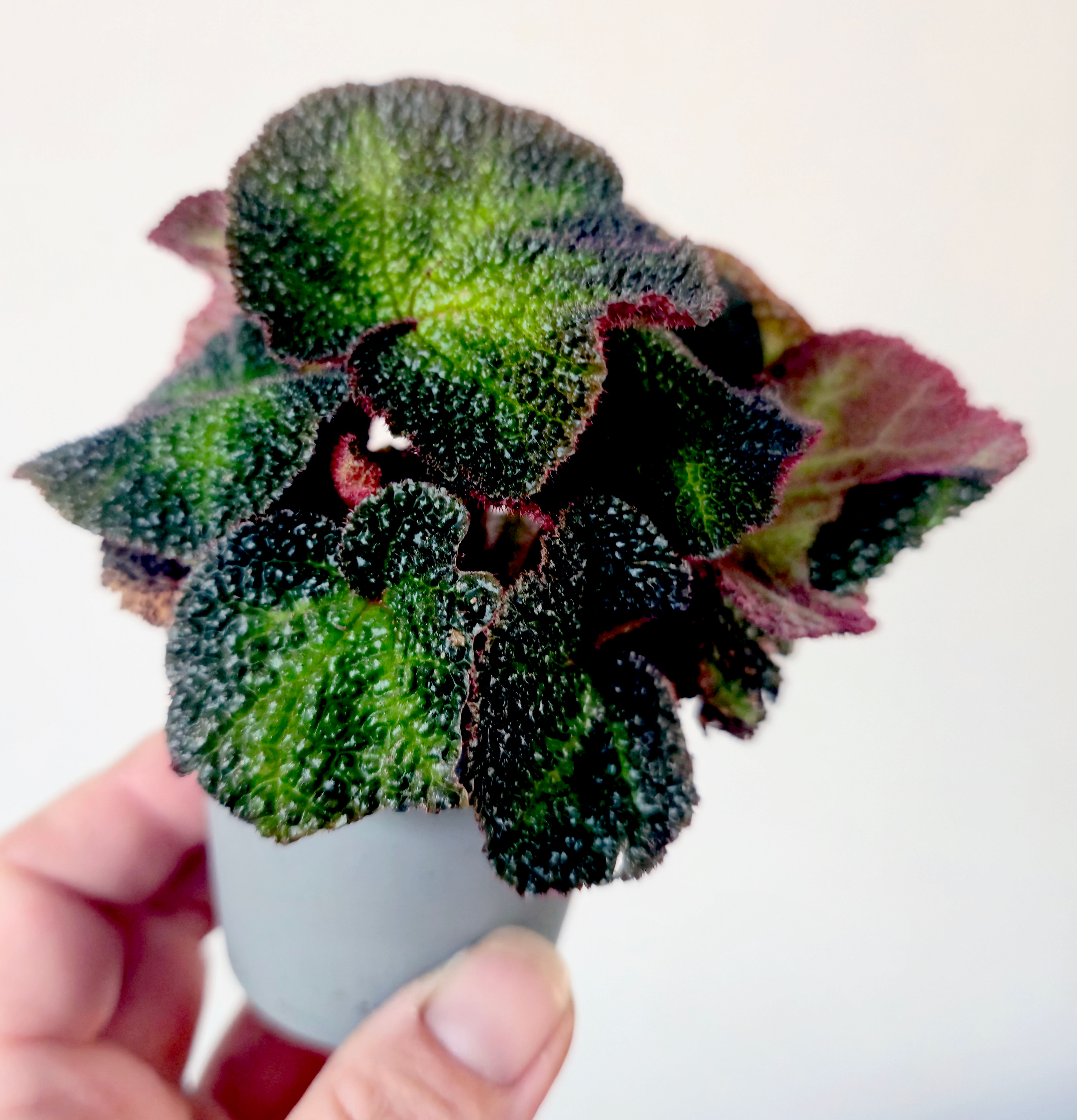 Begonia Solimutata
