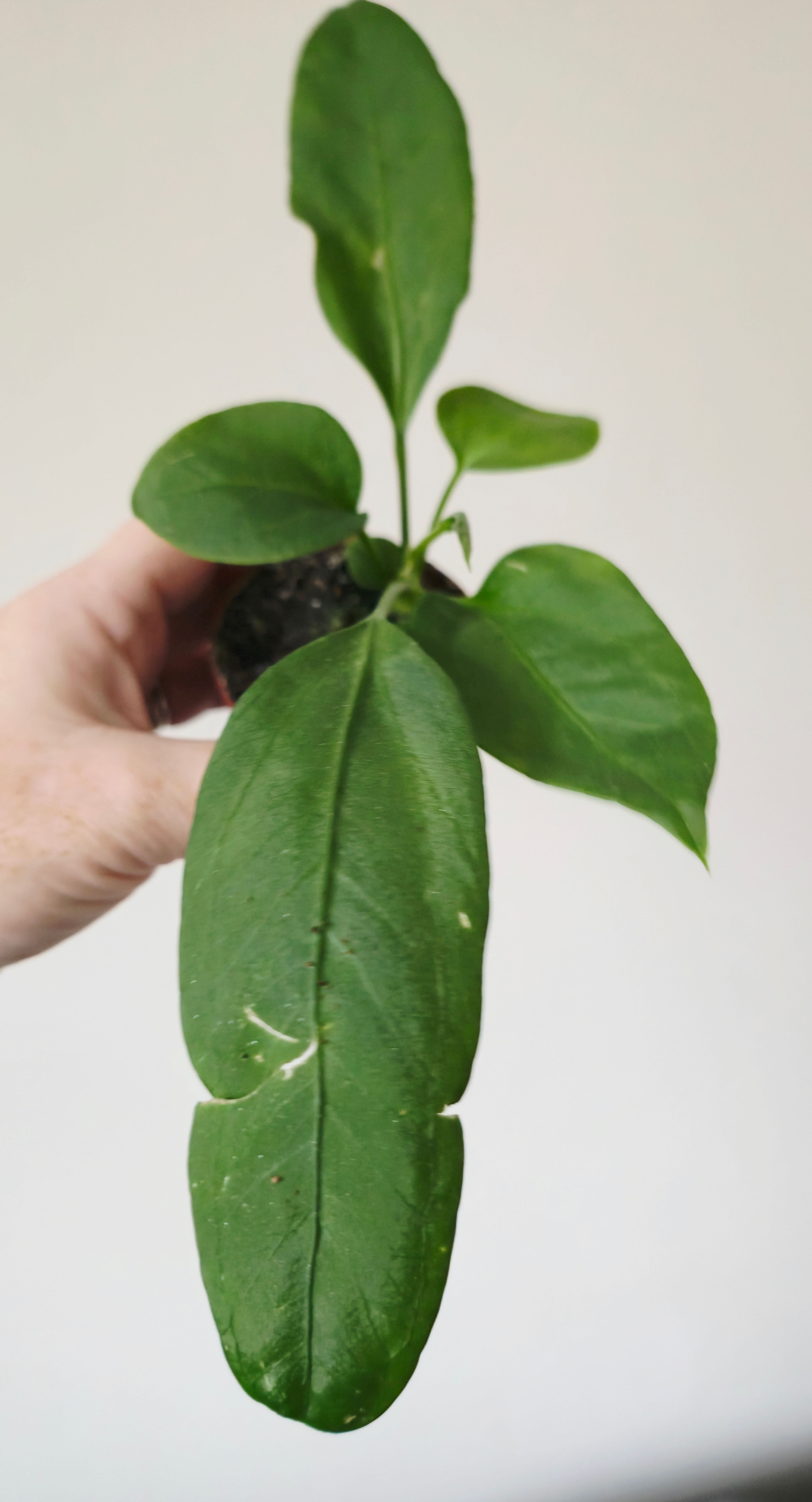 Anthurium Vittariifolium