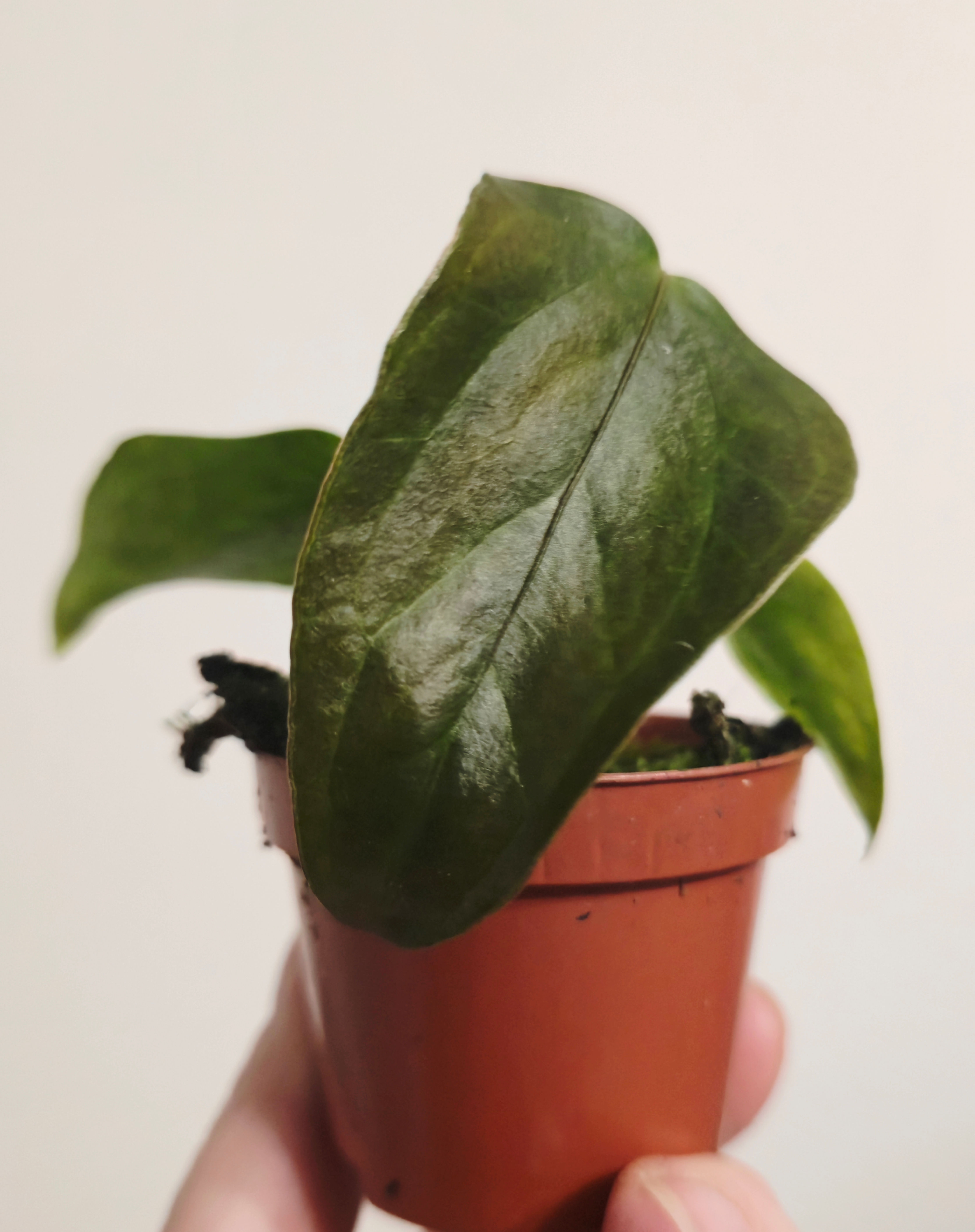 Anthurium Queen of Hearts
