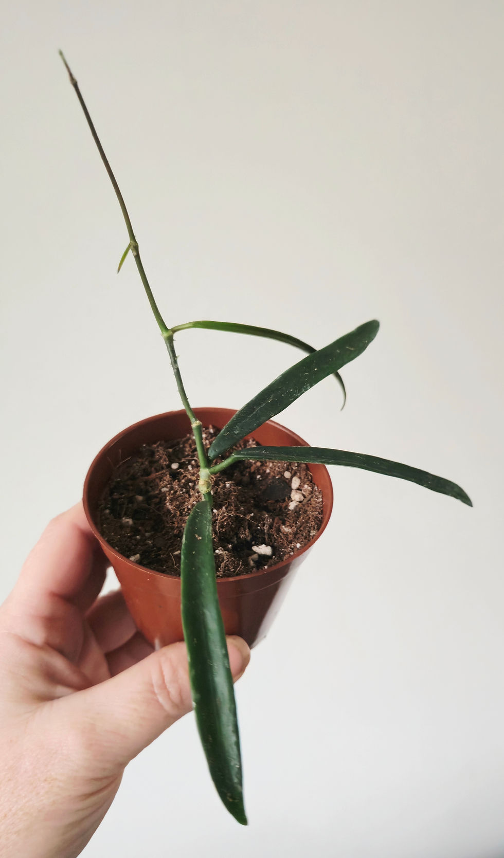 hoya sheperdii wax plant rare in pot long leaves
