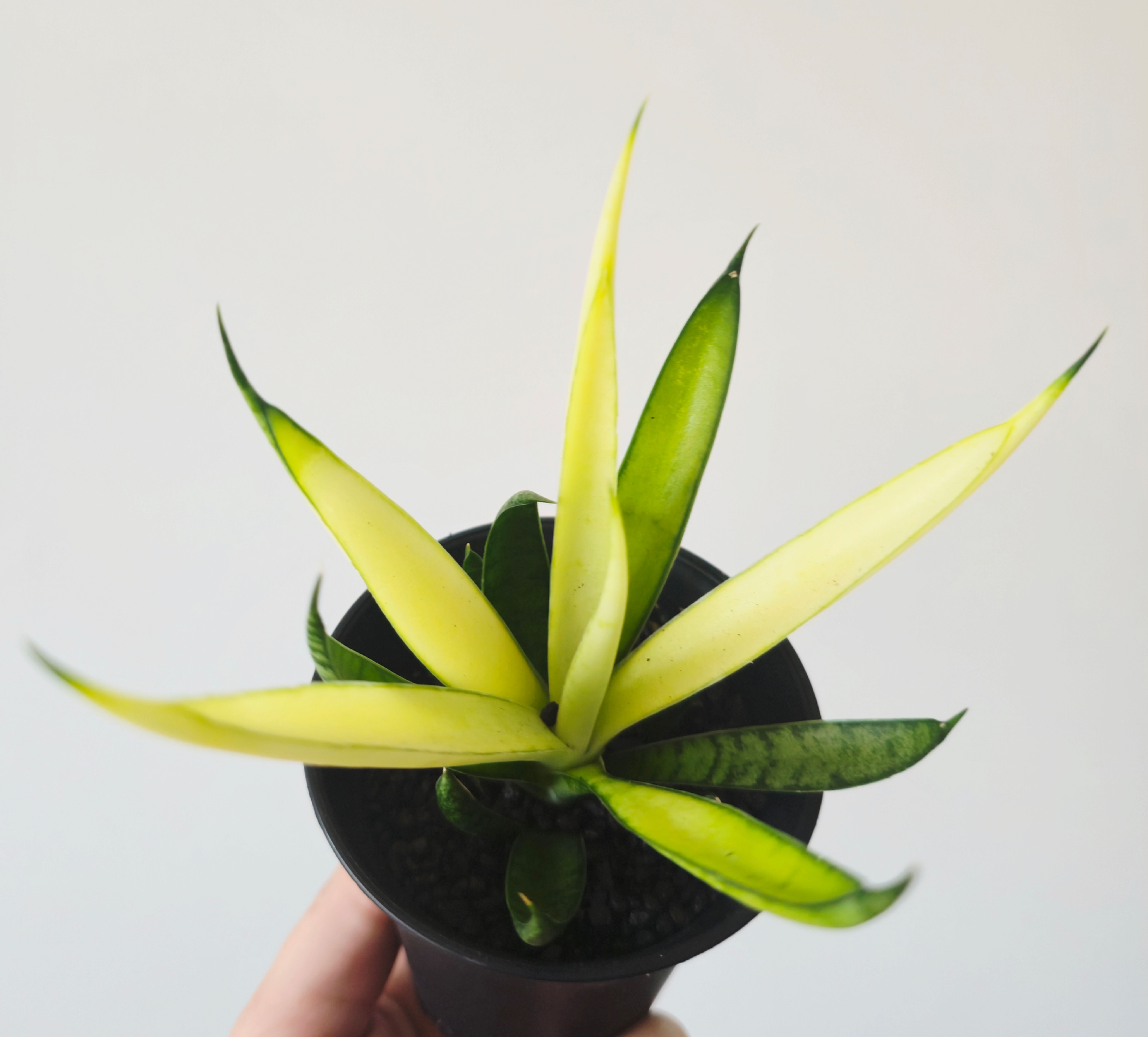 Sansevieria Comet Chrysanta Lemon
