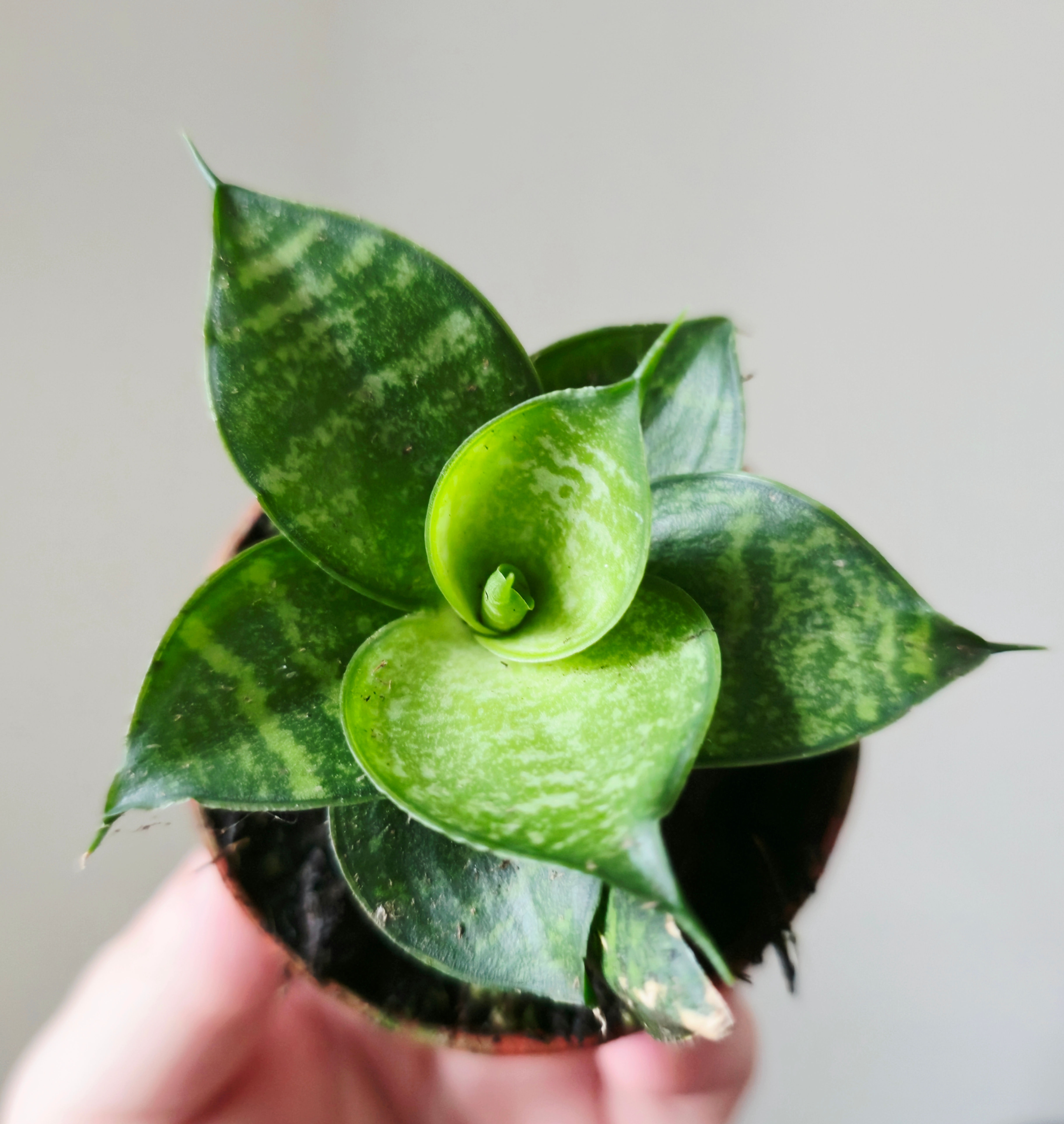 Sansevieria ‘Ehrendel’ - snake plant rare succulent easy care gift