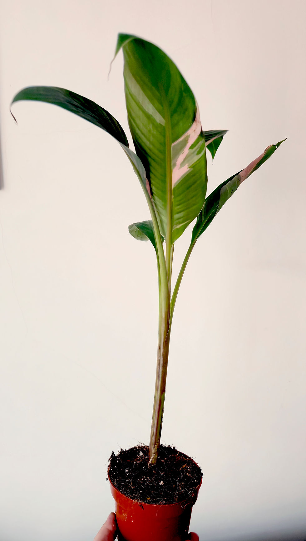 Musa ‘Nano’ pink variegated in pot banana plant