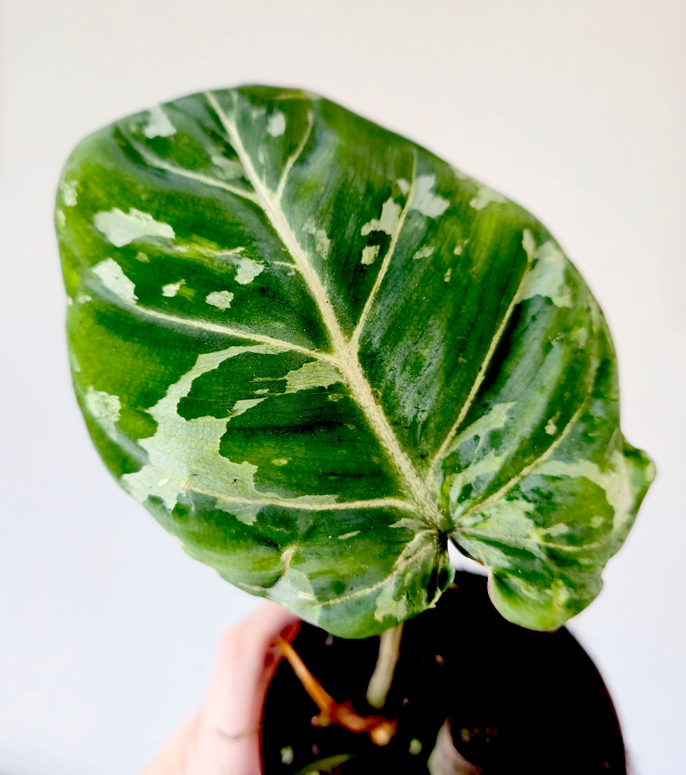Thumbnail: Philodendron gloriosum 'Snow Leopard'