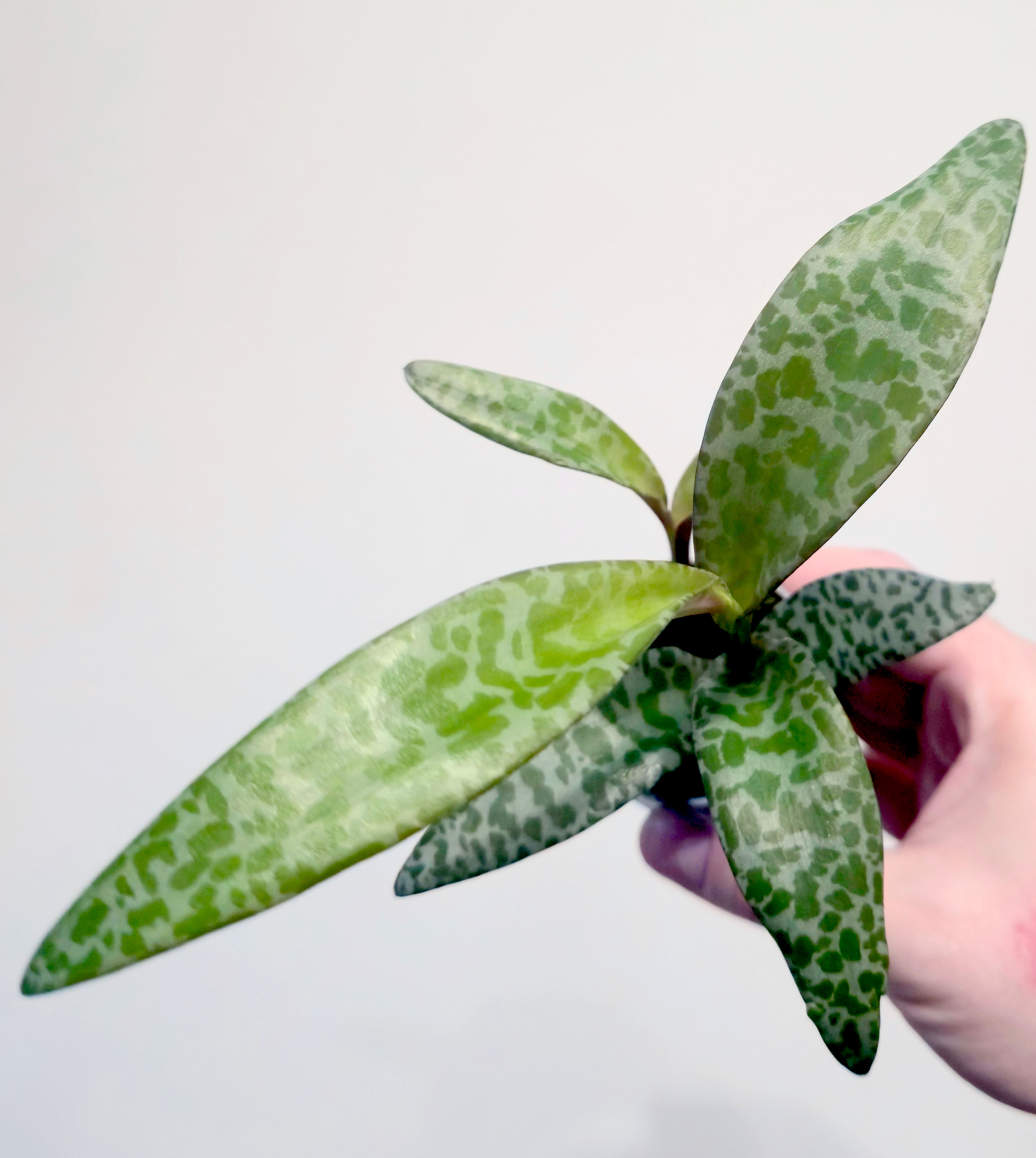 Ledebouria Socialis - Leopard Lilly rare flowering plant in pot perfect gift