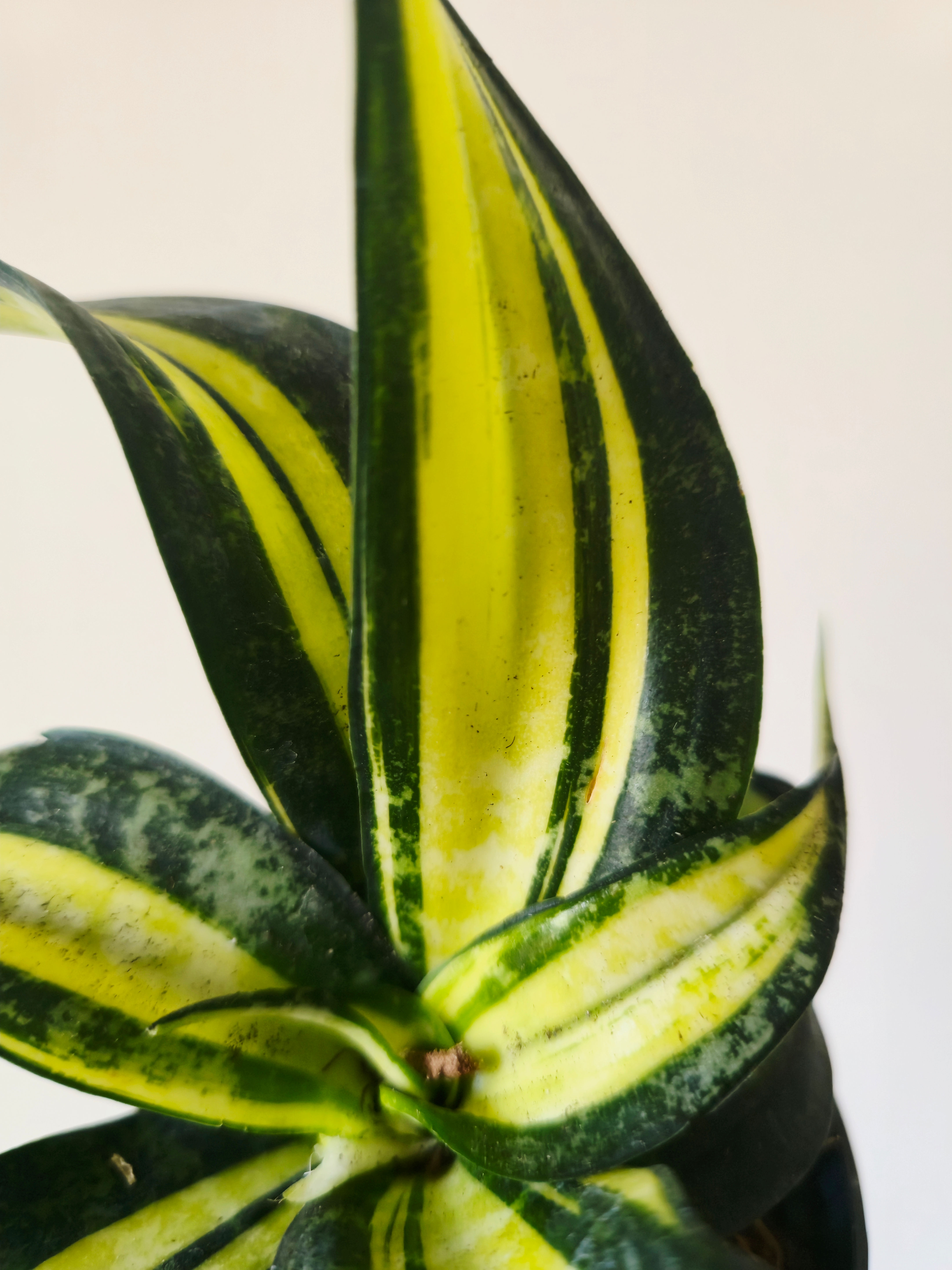 Sansevieria Hahnii Curly Galaxy