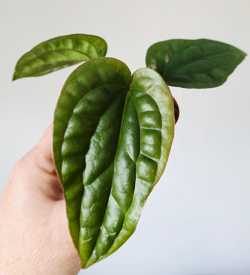 Thumbnail: Anthurium luxurians × radicans