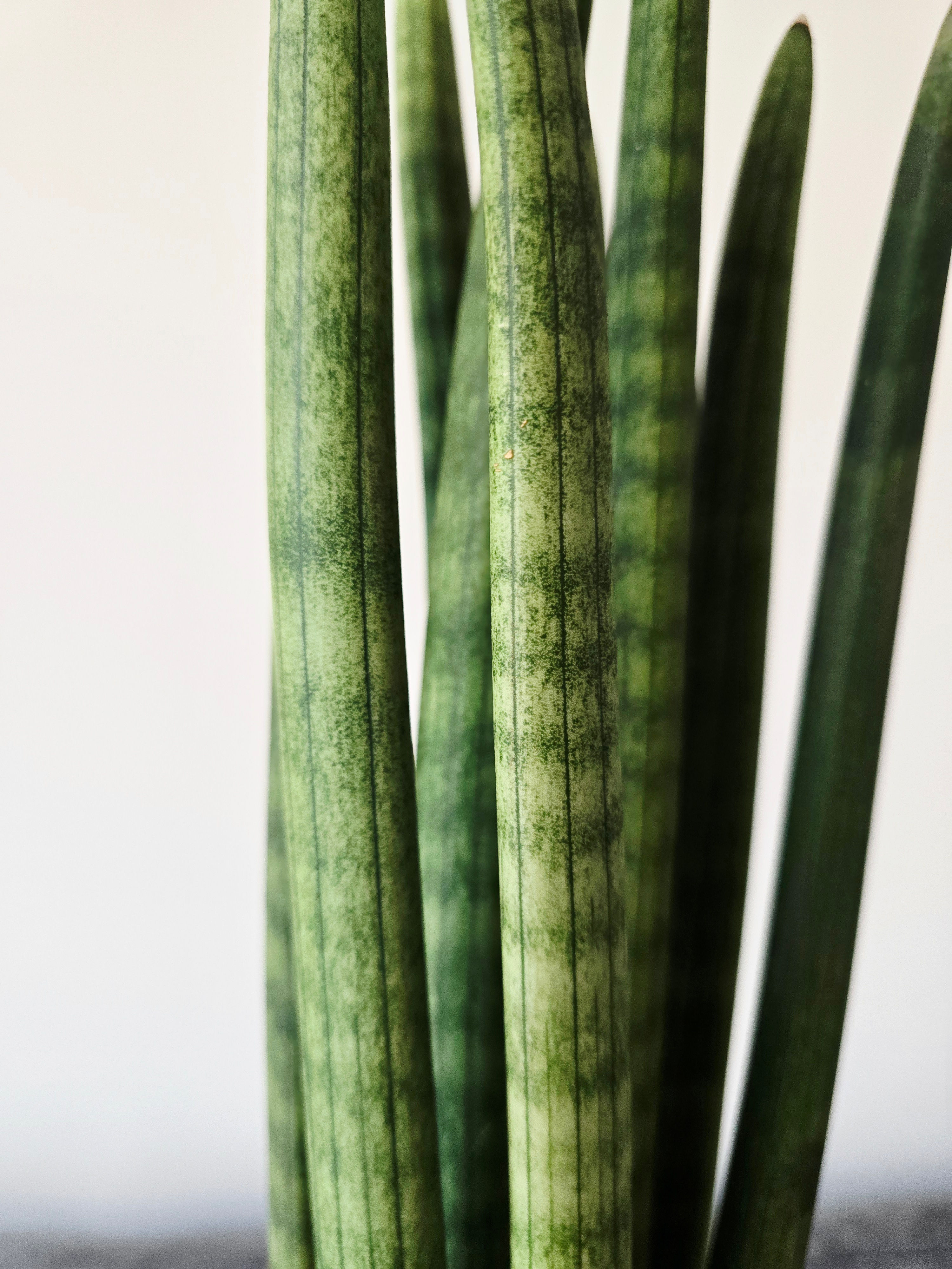 sansevieria cylindrica straight snake plant in pot