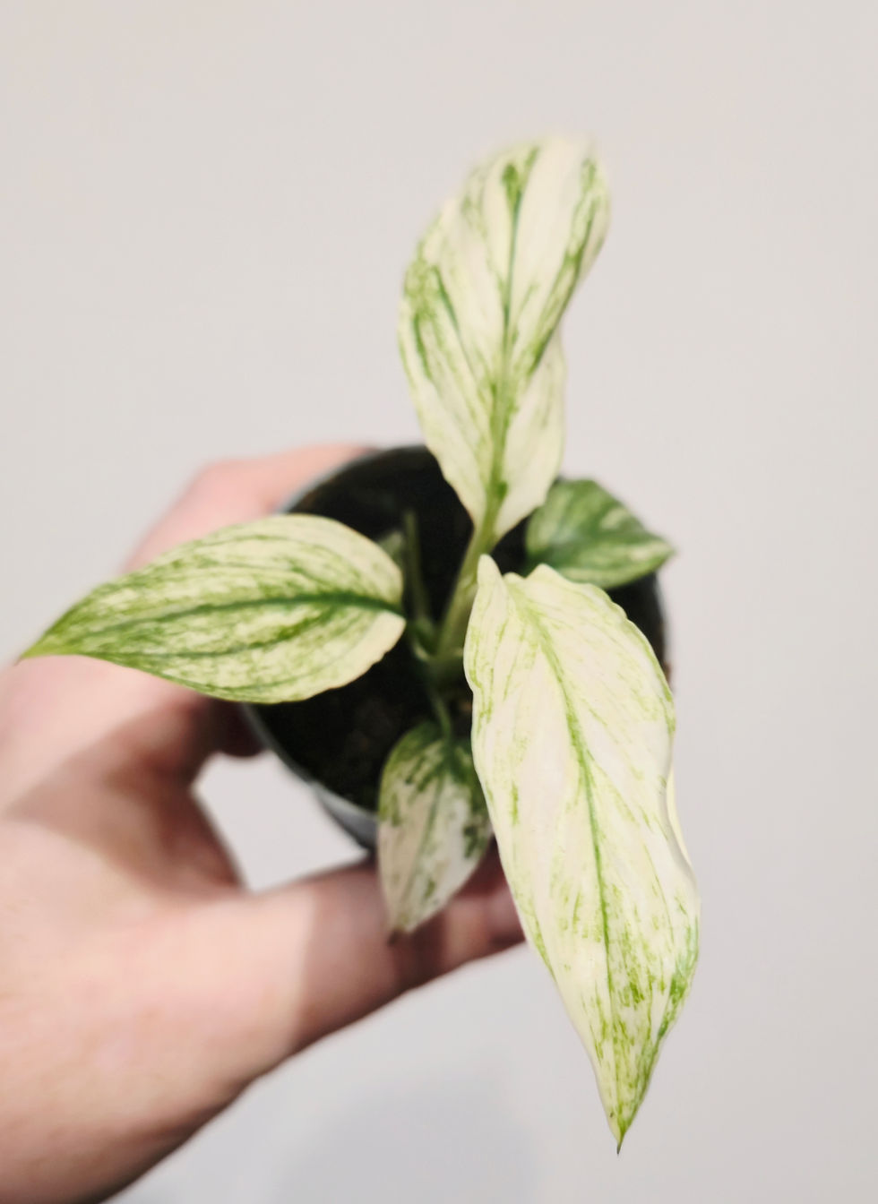 Thumbnail: Spathiphyllum ‘Sensation Variegata’ variegated affordable plant in pot