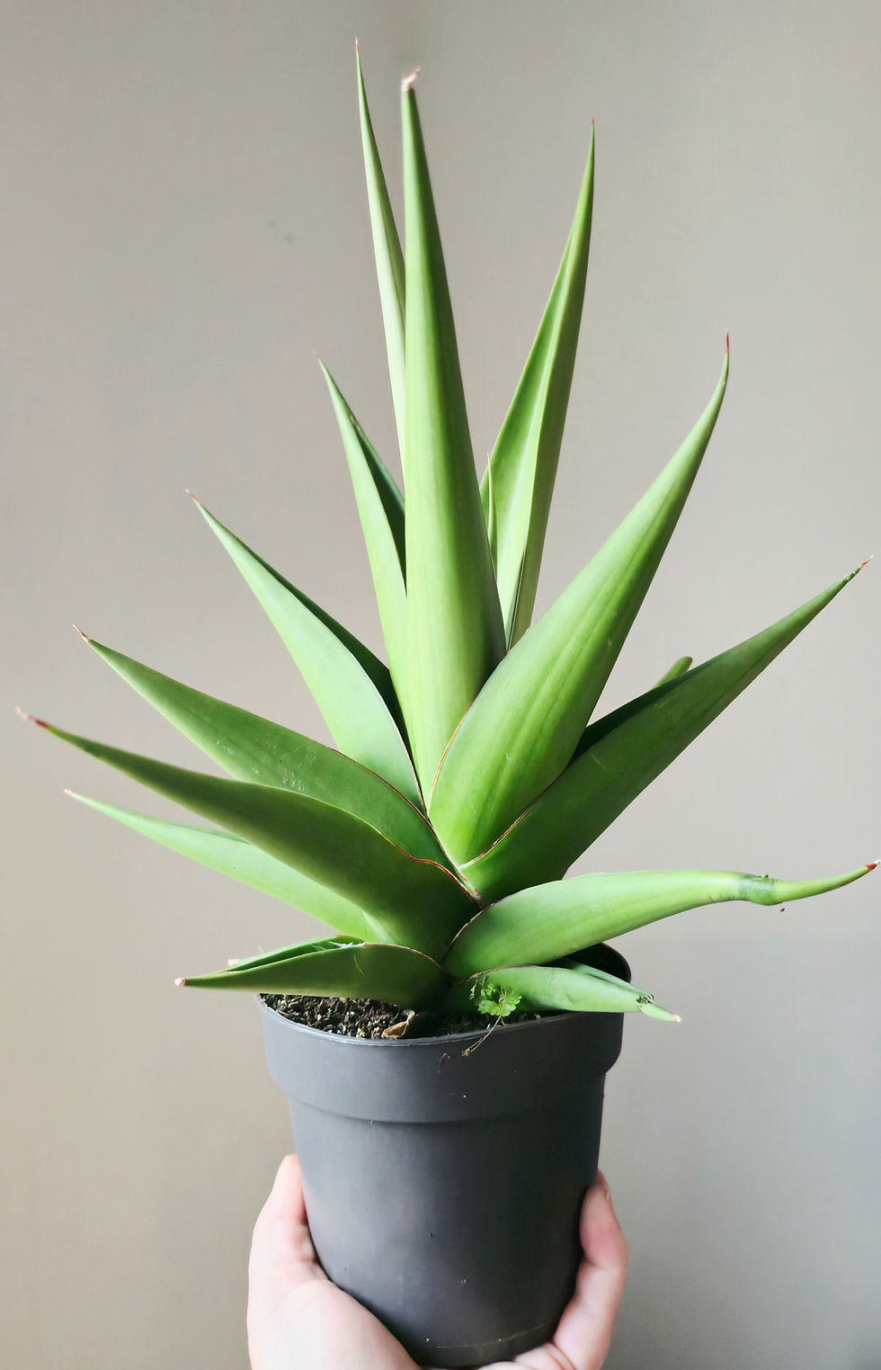 Thumbnail: Sansevieria ‘Comet Pastel Grey No.1