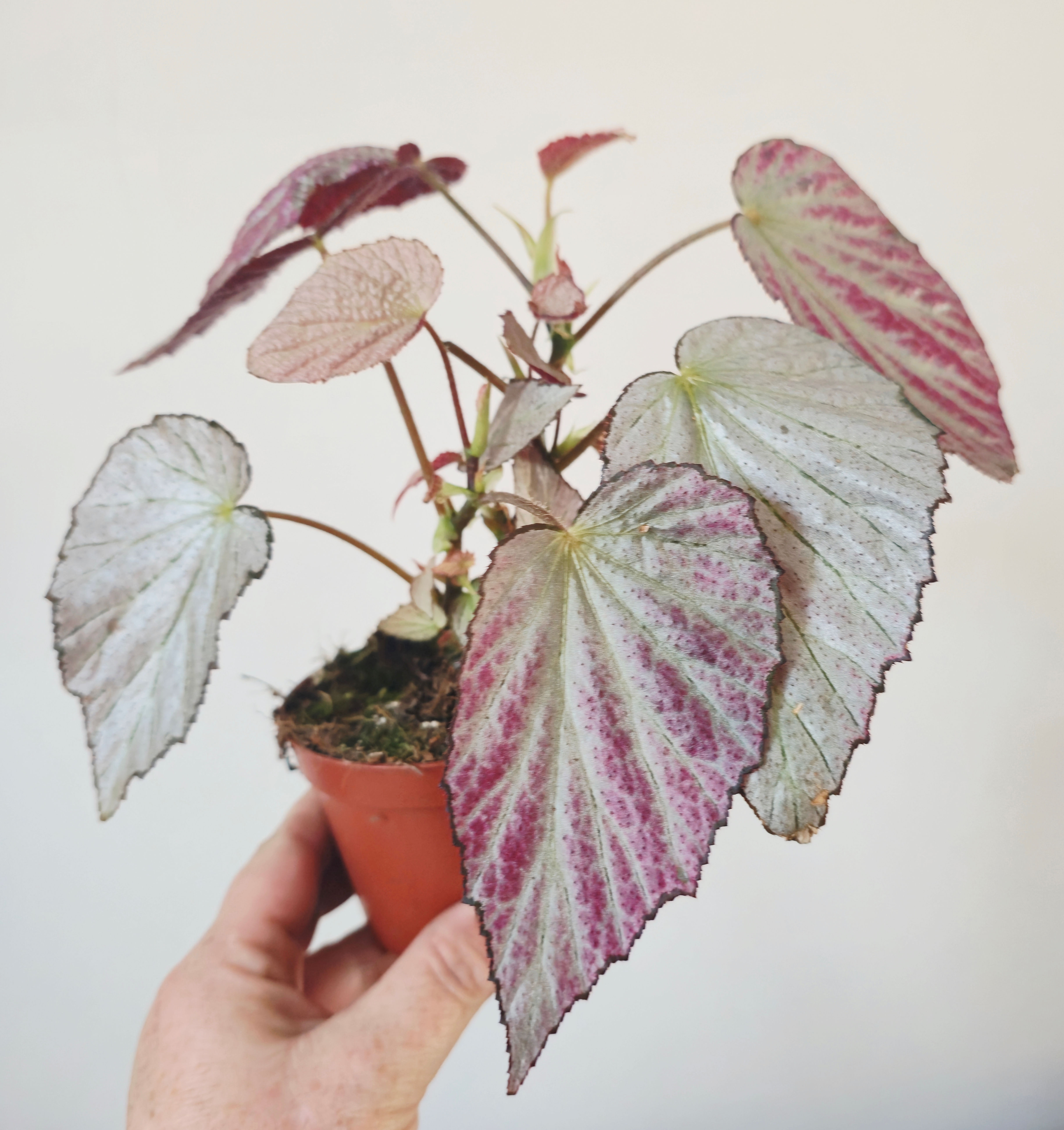Begonia ‘Two Face’