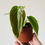 Thumbnail: Philodendron Esmeraldense  long leaves aroid rare in a pot