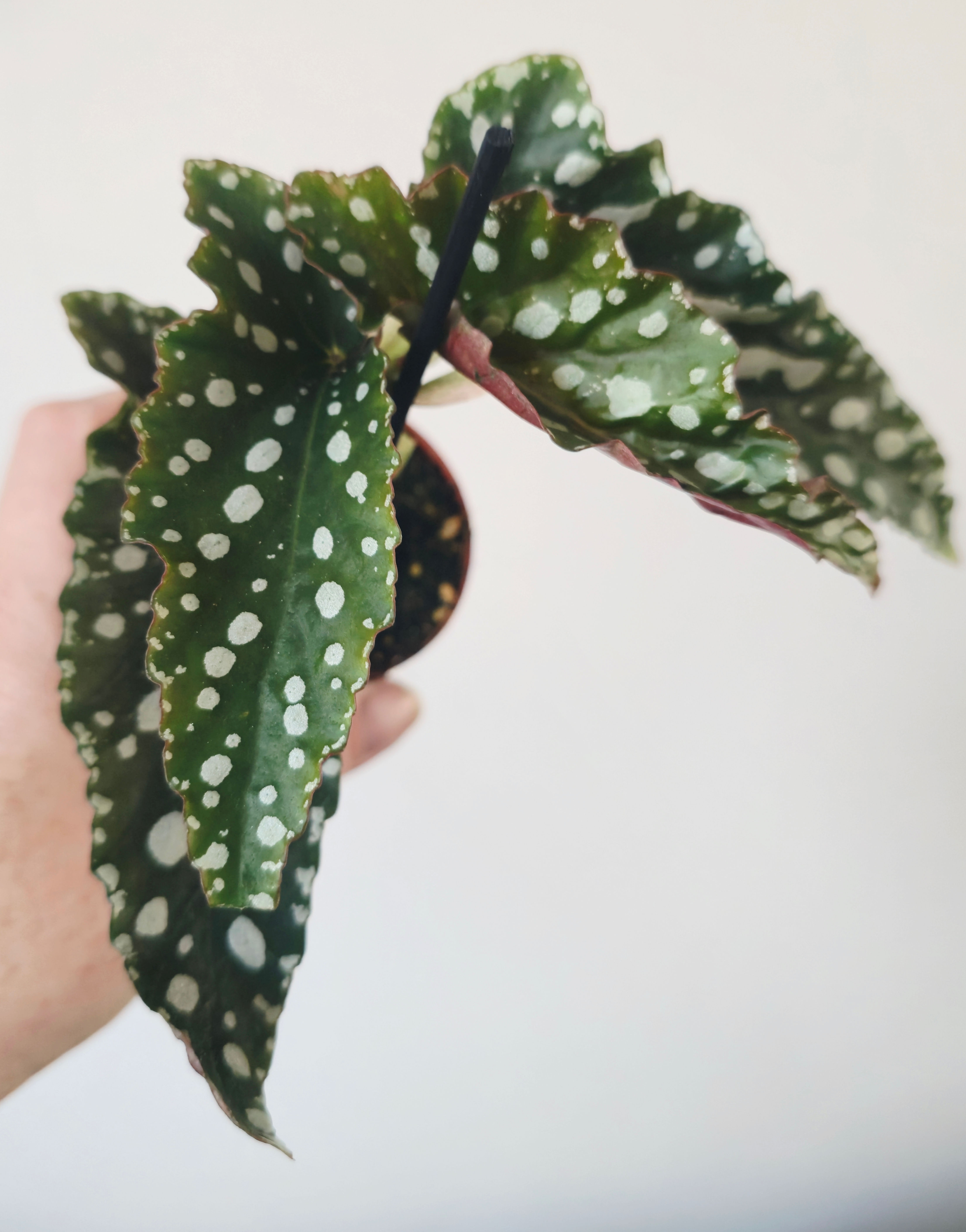 Begonia maculata ‘Bubbles Compact’