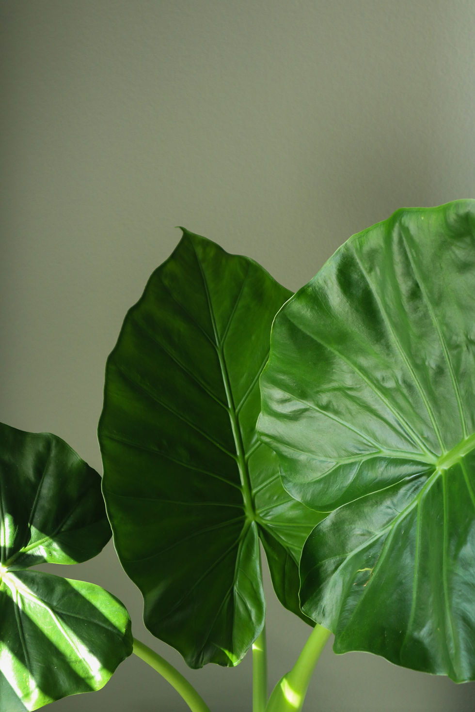Alocasia
