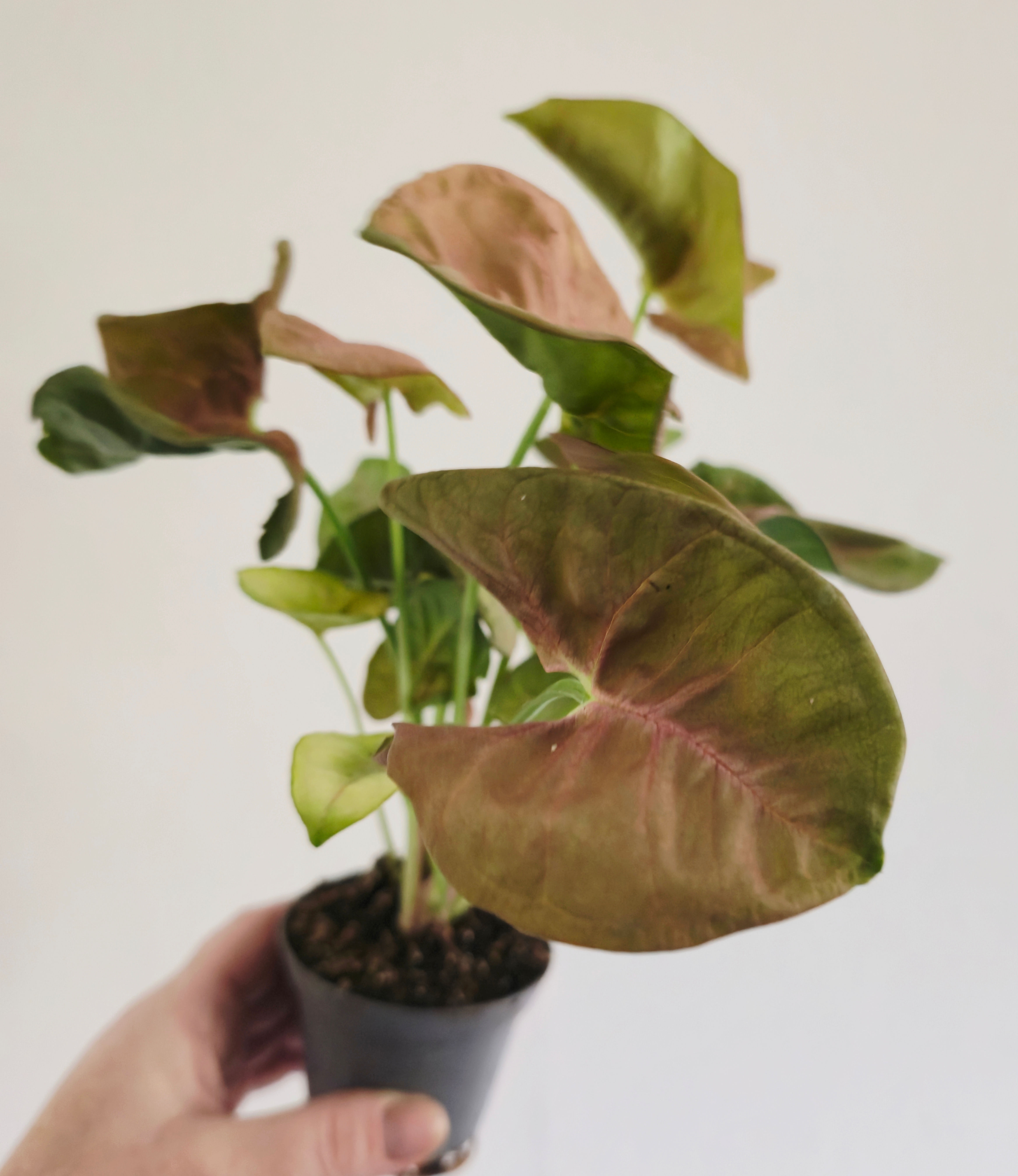 Syngonium podophyllum ‘Neon’ easycare houseplant in pot
