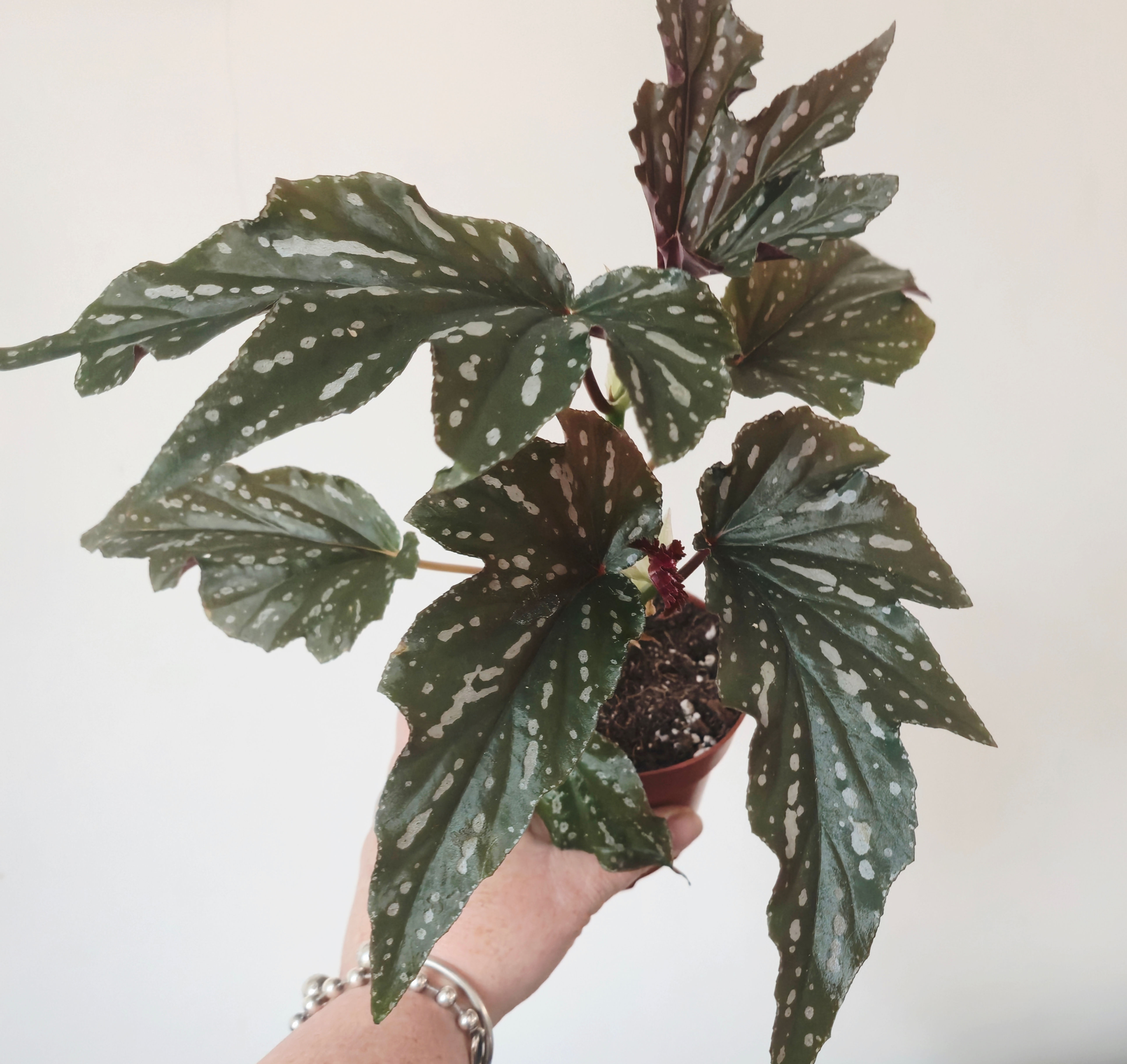 Begonia ‘Aiai’
