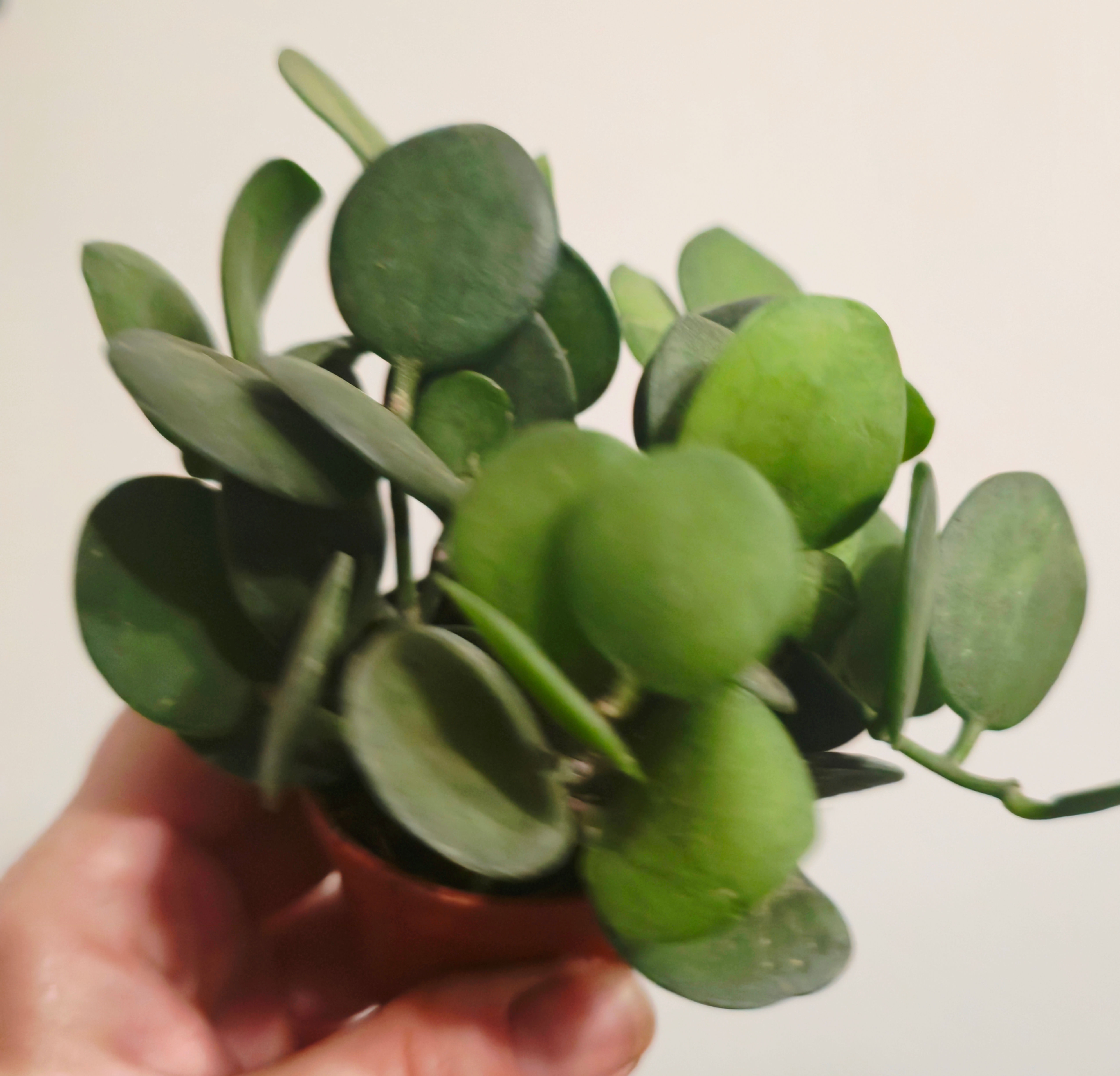 Xerosicyos danguyi – Silver Dollar Vine - Rare Succulent in pot hard to get perfect gift plant