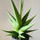 Thumbnail: Sansevieria ‘Comet Pastel Grey No.1