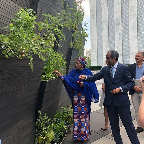 ELM voted #1 world-changing idea (UN News)