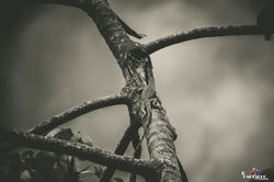 Iguana mirim