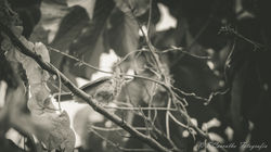Natureza