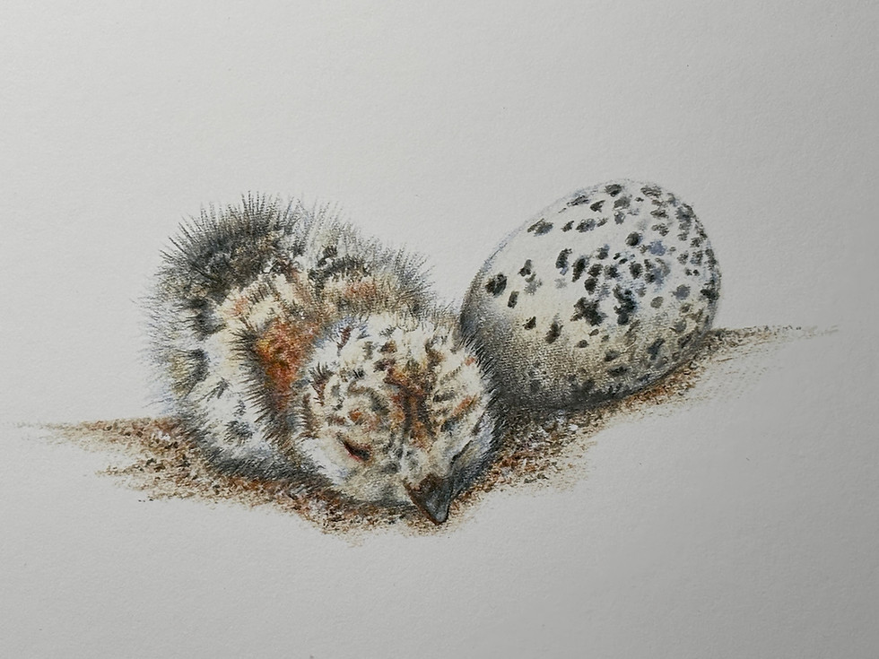 Thumbnail: All 3 Prints: Fluffball- Little Wanderer, Hatched, Born to Roam