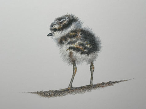 Baby Plover Series 