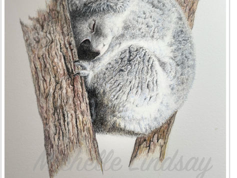 Koala Series- more coming soon