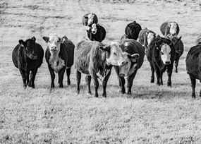 black and white picture of cows