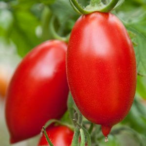 Miniature : Tomate Écoumène