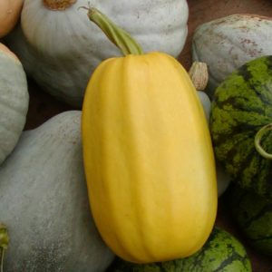 Miniature : Courge/Courgette Écoumène