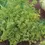 Miniature : Fines Herbes Mckenzie