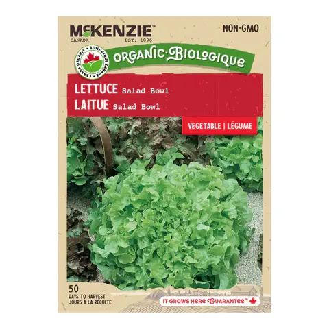 Miniature : Laitue Mckenzie